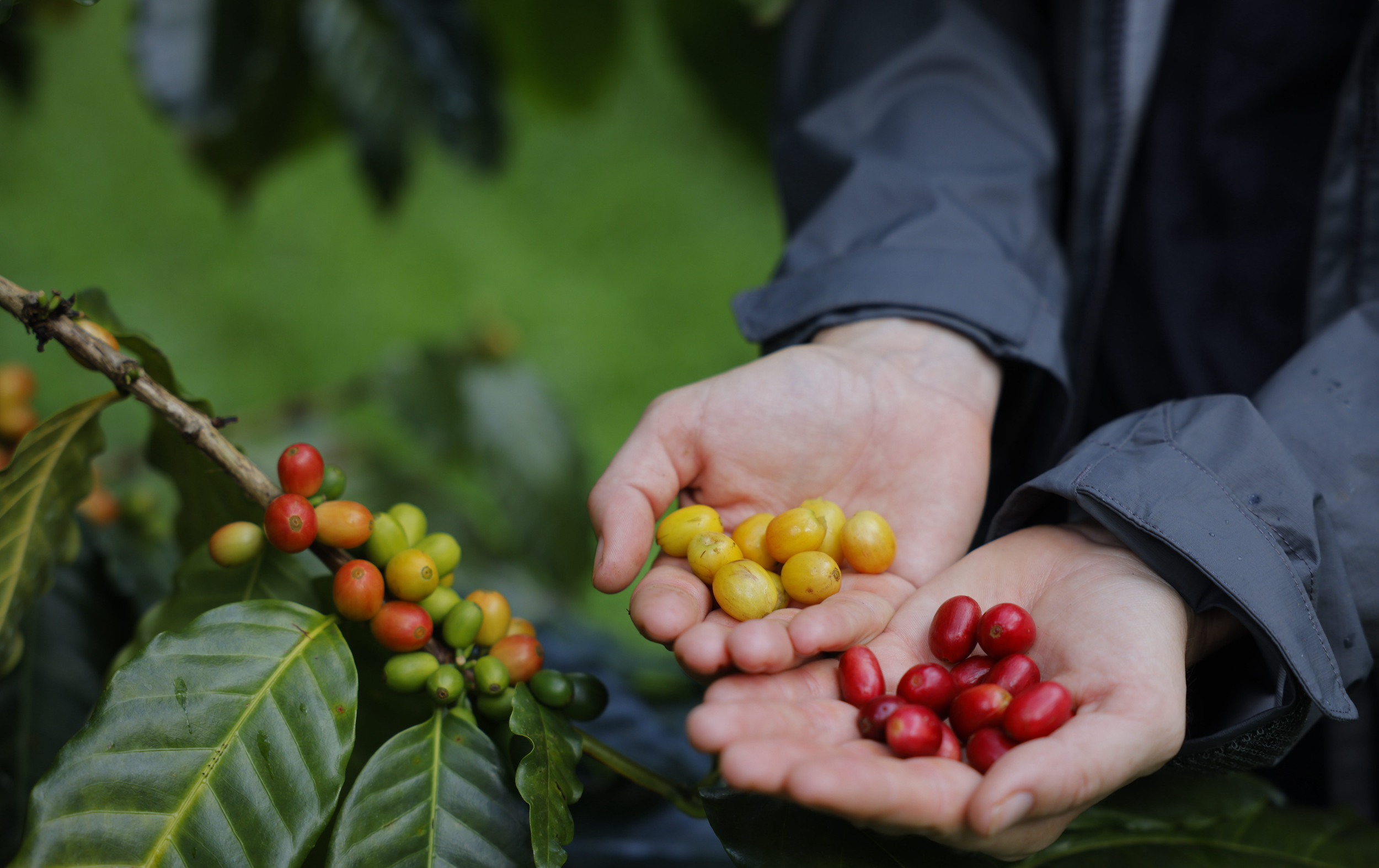 ripe coffee cherry hands.png