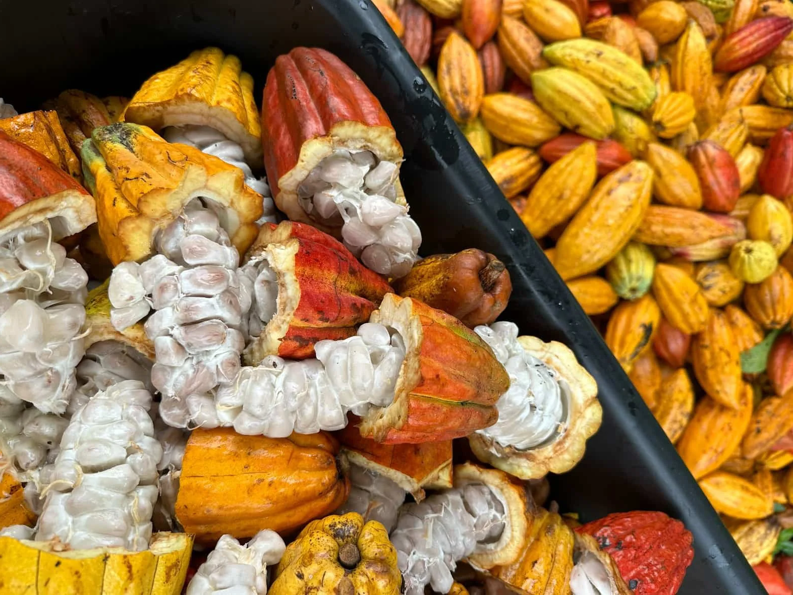 Close-up of harvested cacao pods, some cut open to reveal white seeds, with a pile of colorful cacao pods in the background.