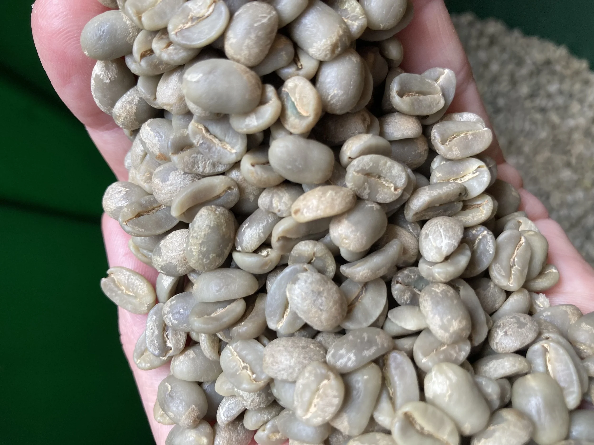 Green coffee 2.jpg