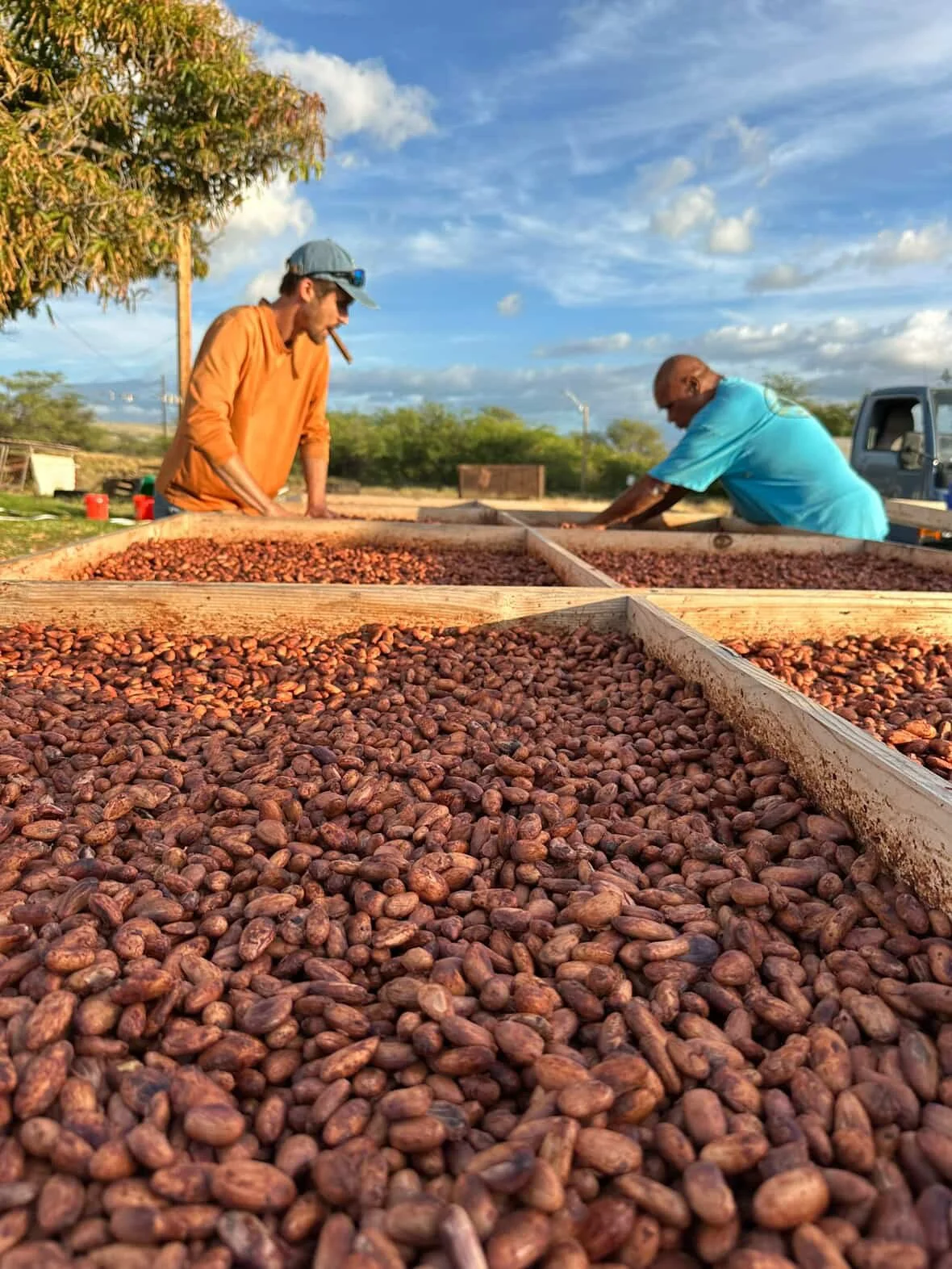 Two men working outdoors drying cacao beans spread on large wooden trays in a sunny, rural area.
