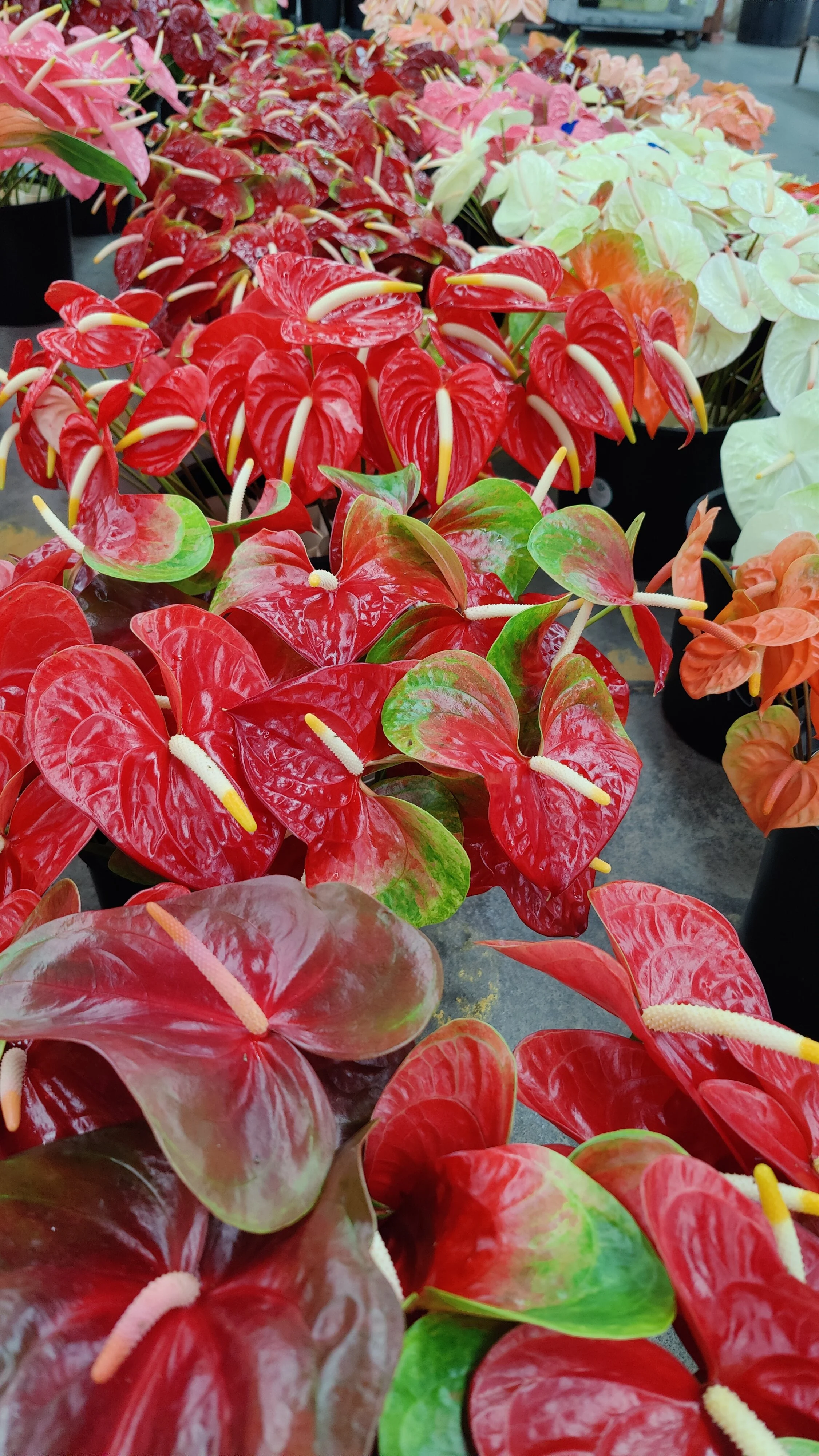 Various colorful potted anthurium plants with red, white, peach, and green flowers in a floral shop.