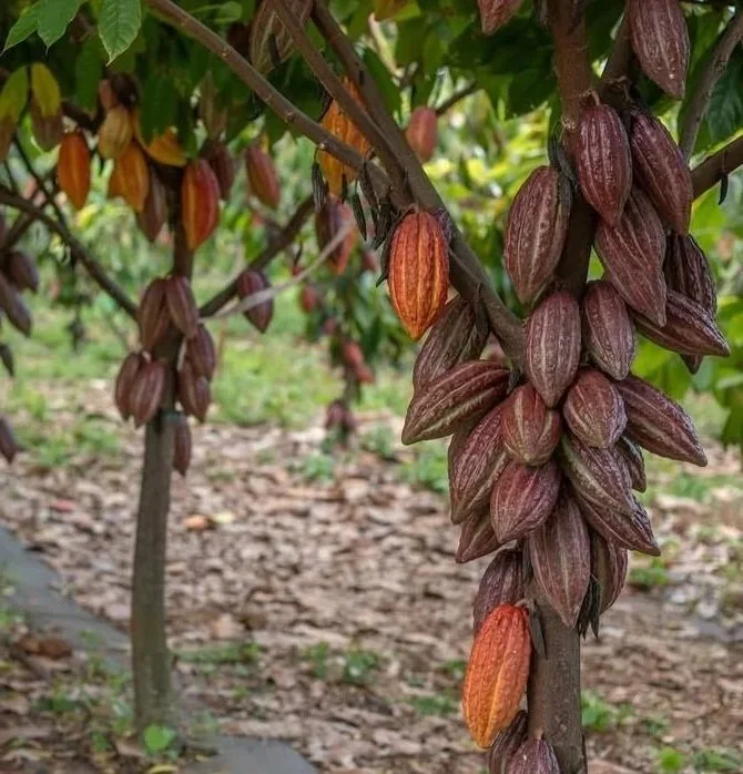 Close-up of cacao pods growing on a tree branch, with mature purple and orange pods hanging from the plant in a farm setting.