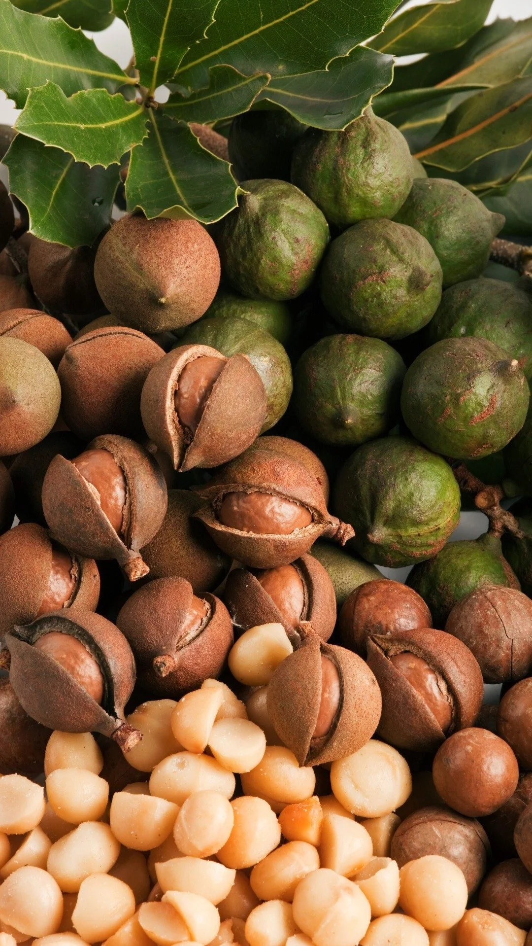Macadamia-nut-flipboard-request---16x9.jpg