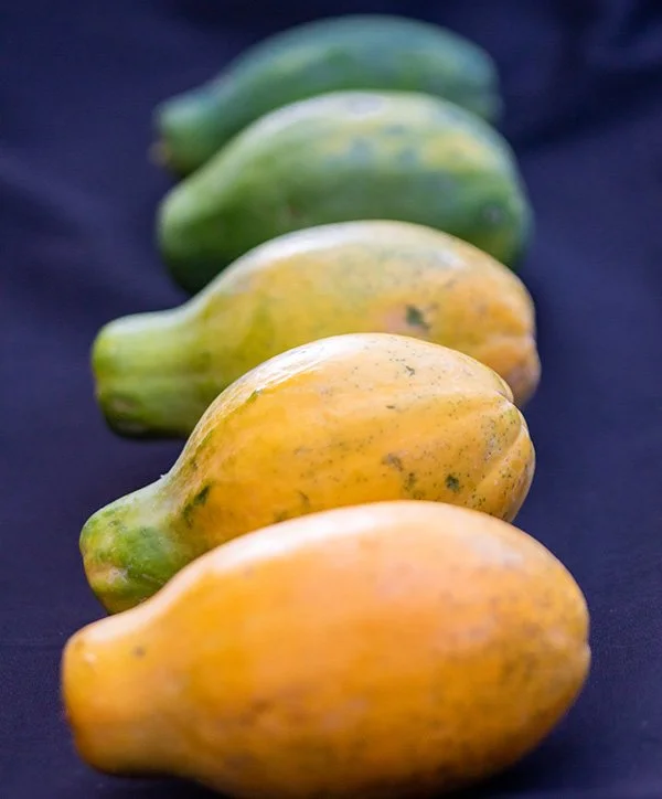 Selecting-Hawaii-Papaya.jpg