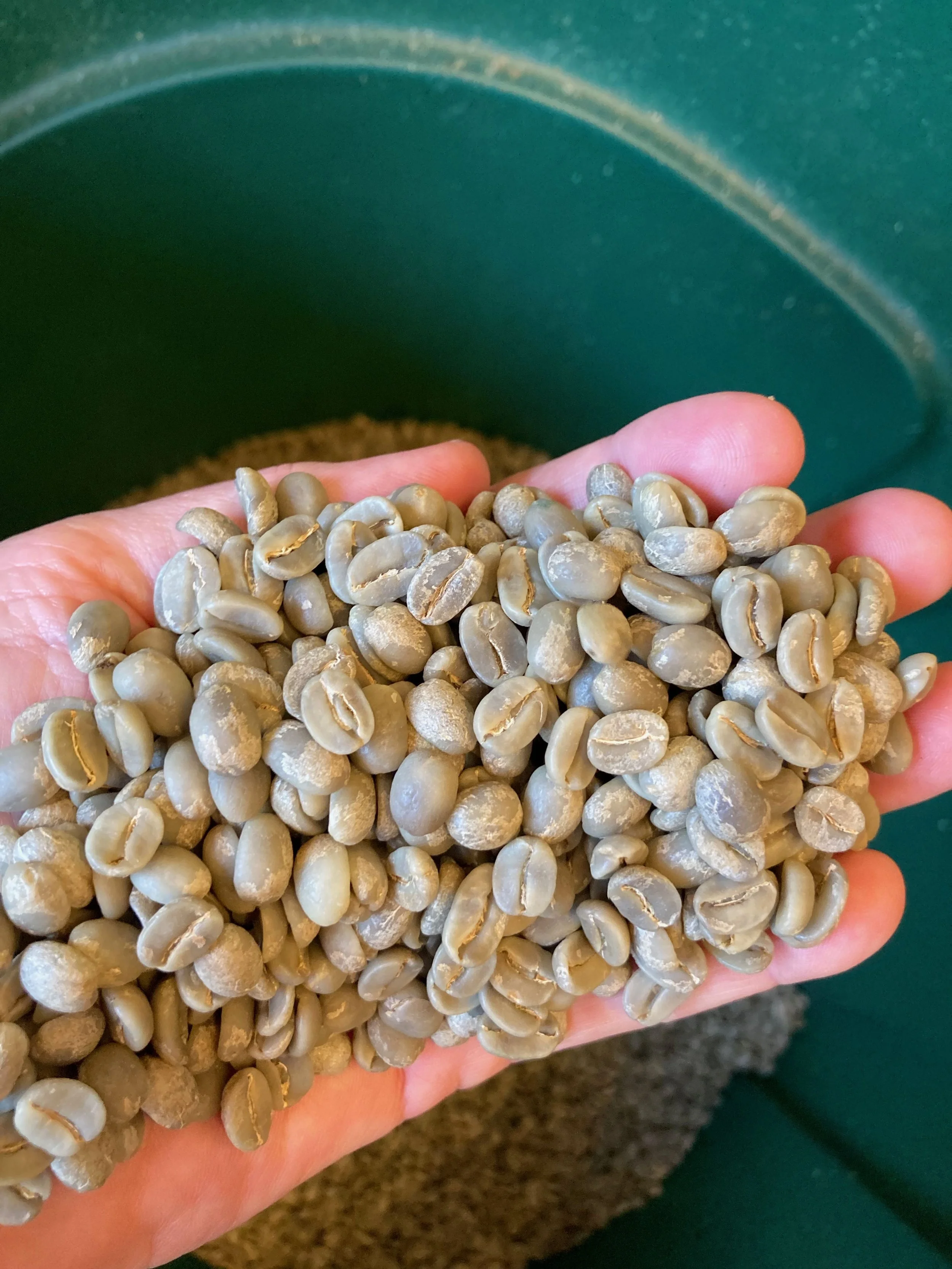 Green Coffee.jpg
