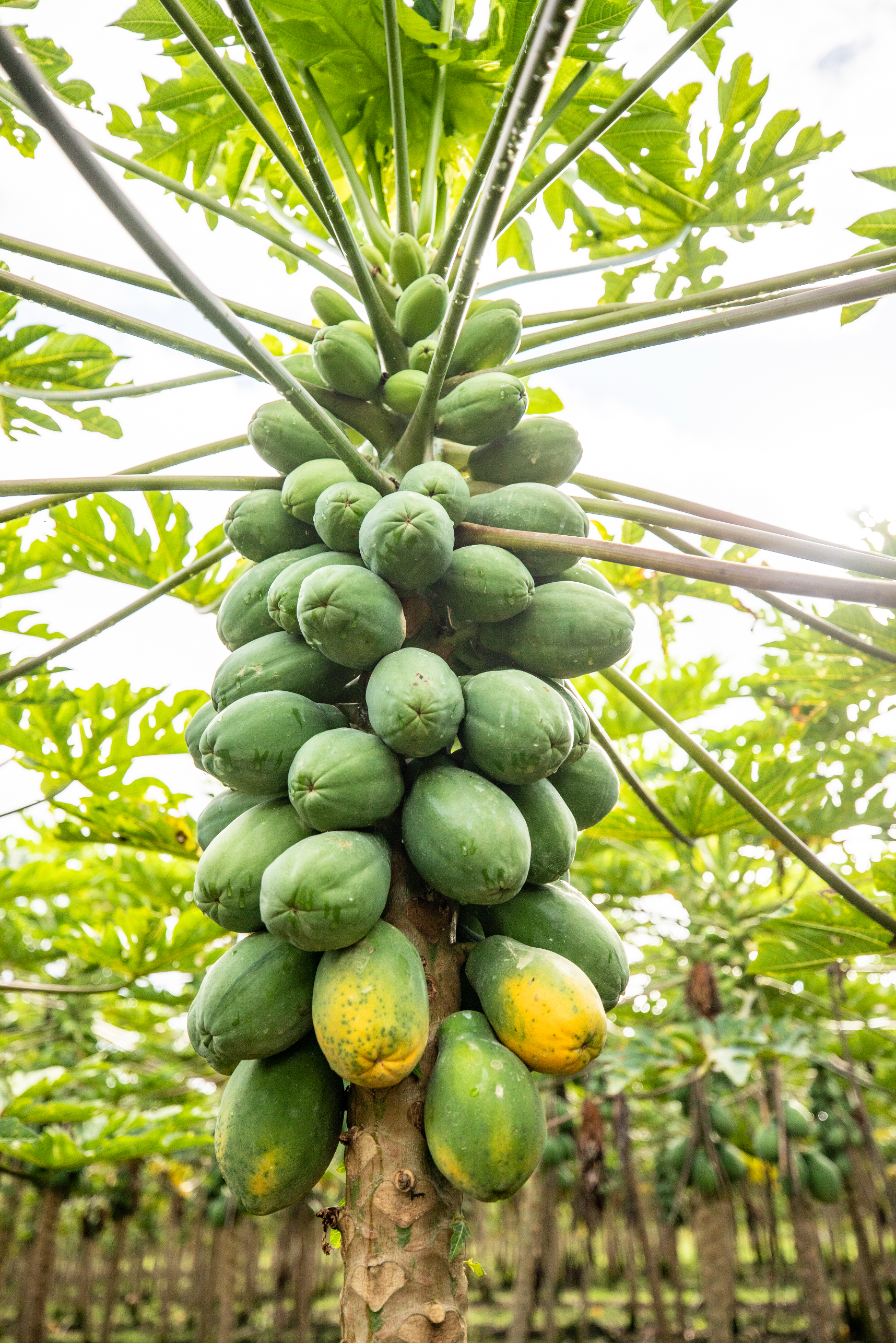 A close-up of a cluster of green papaya fruits growing on a papaya tree. The fruit appears ripe with some yellow patches, and the tree is set against a background of green leaves and a wooden fence.