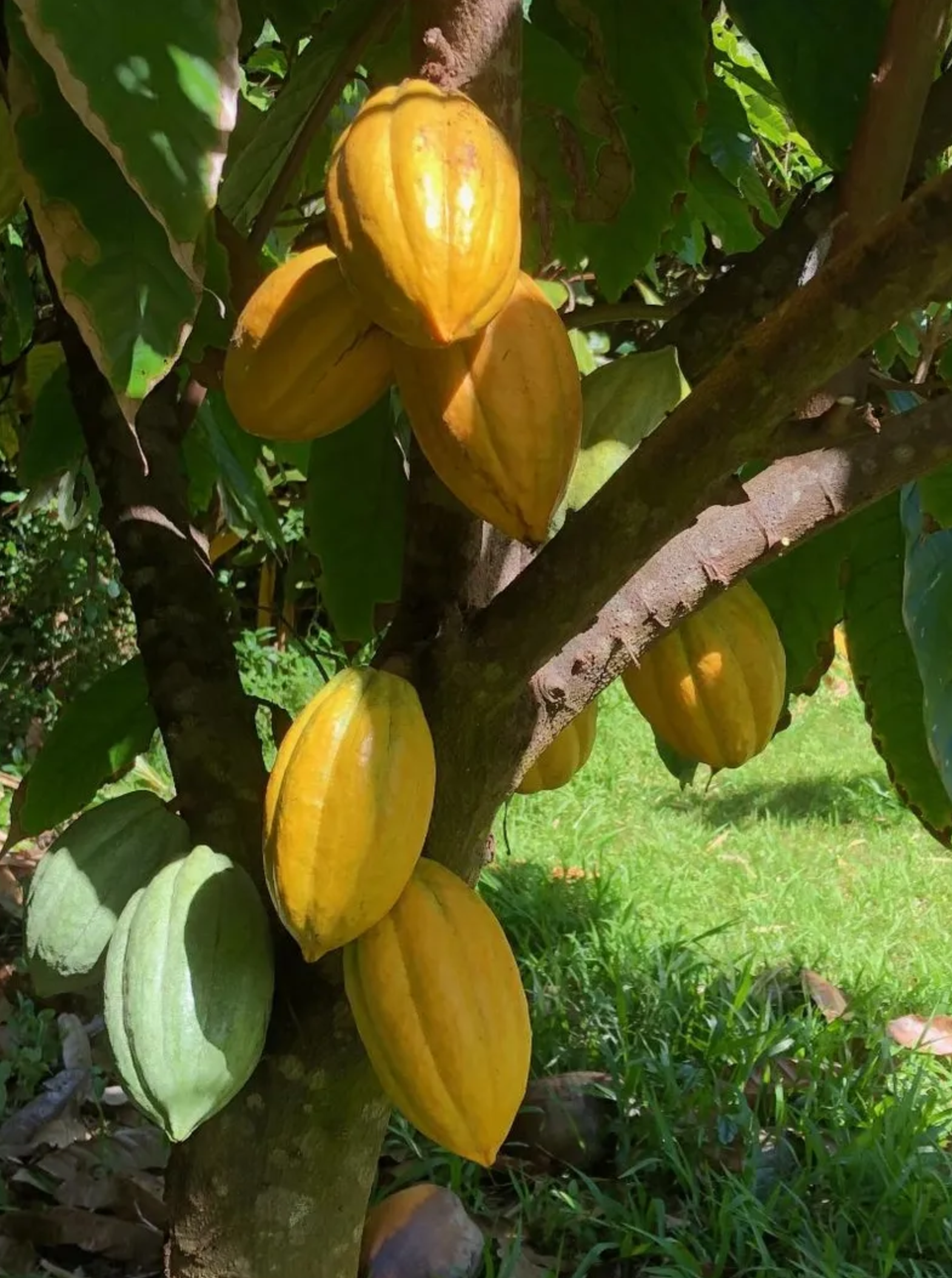 Yellow and green cocoa pods growing on a tree with green leaves and grass in the background.