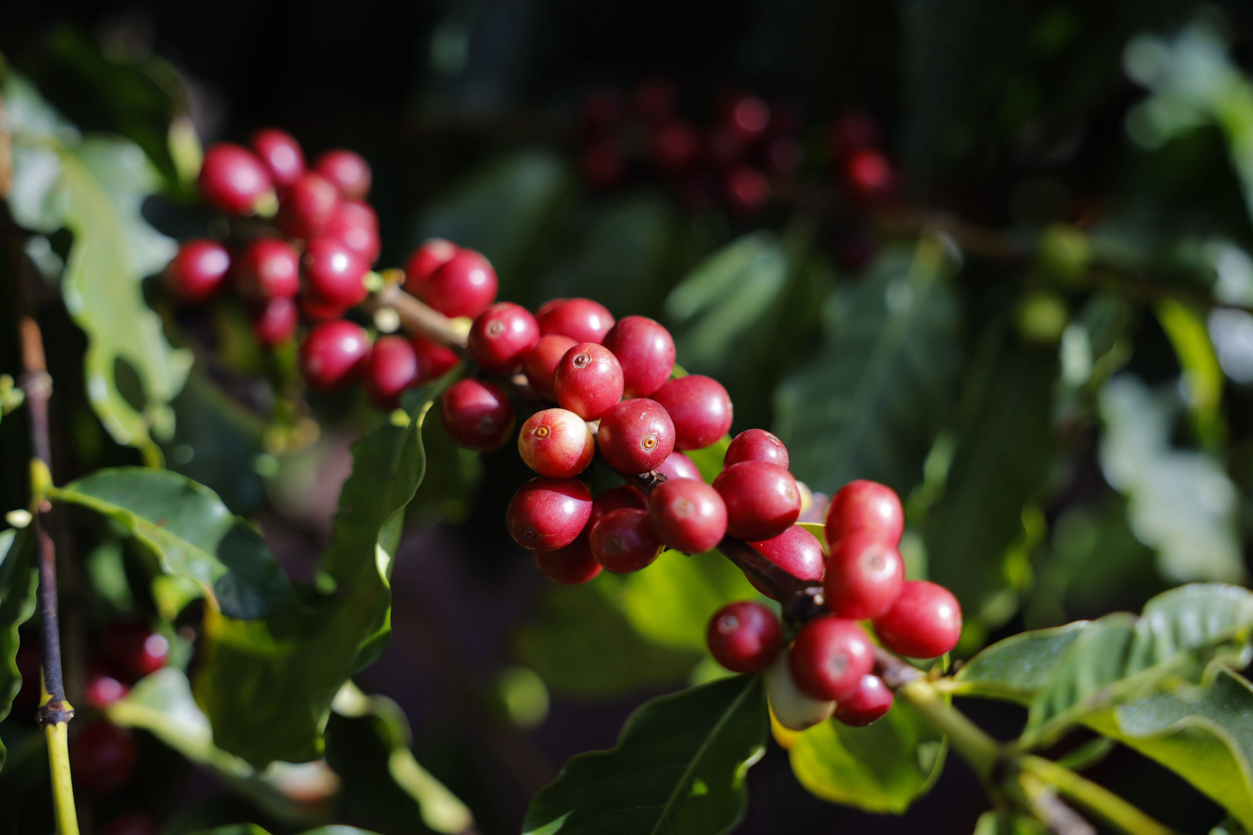 A cluster of ripe red coffee cherries growing on a coffee plant, surrounded by green leaves.
