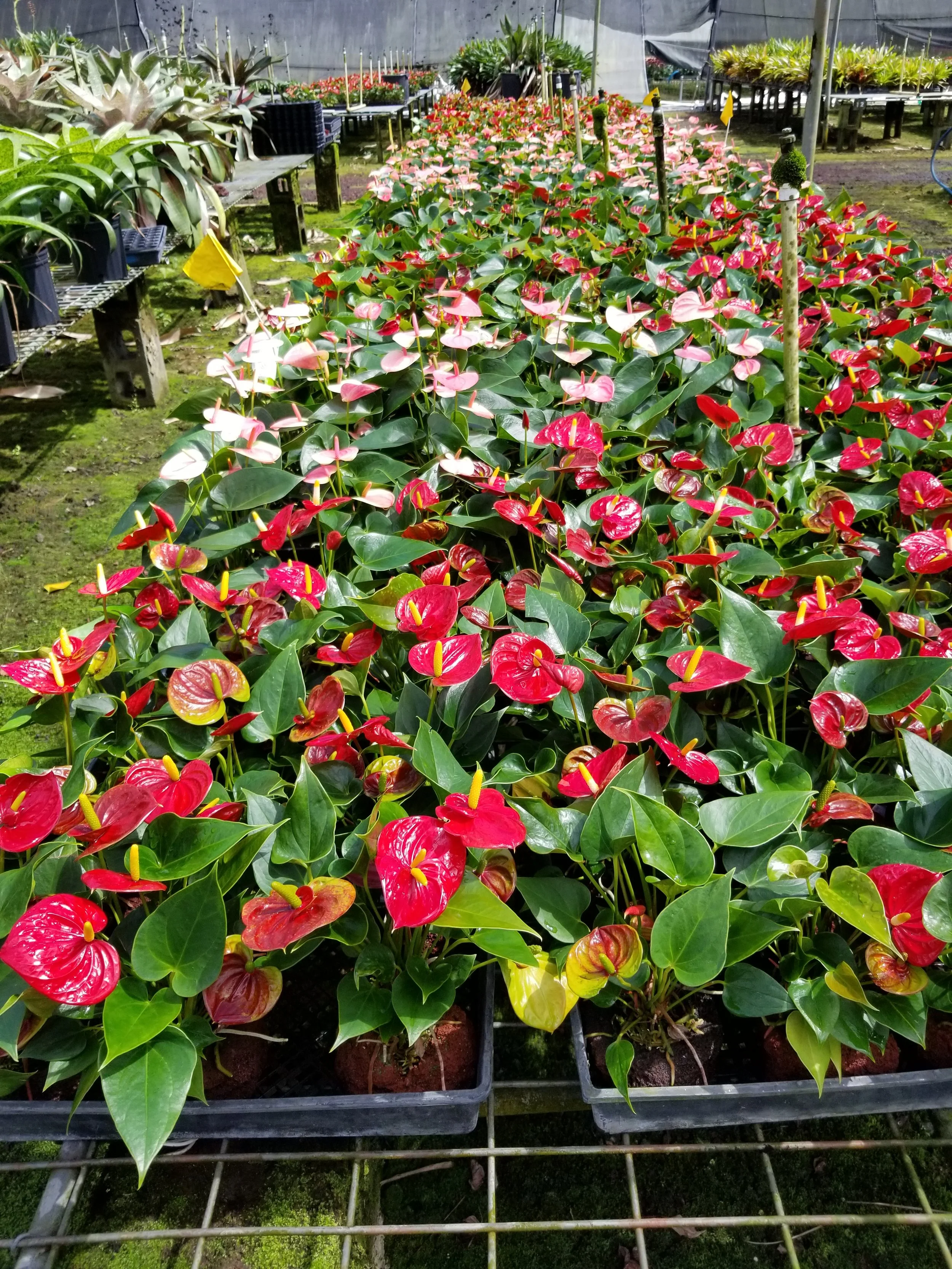 Rows of potted anthurium plants with red, pink, and white flowers inside a greenhouse.