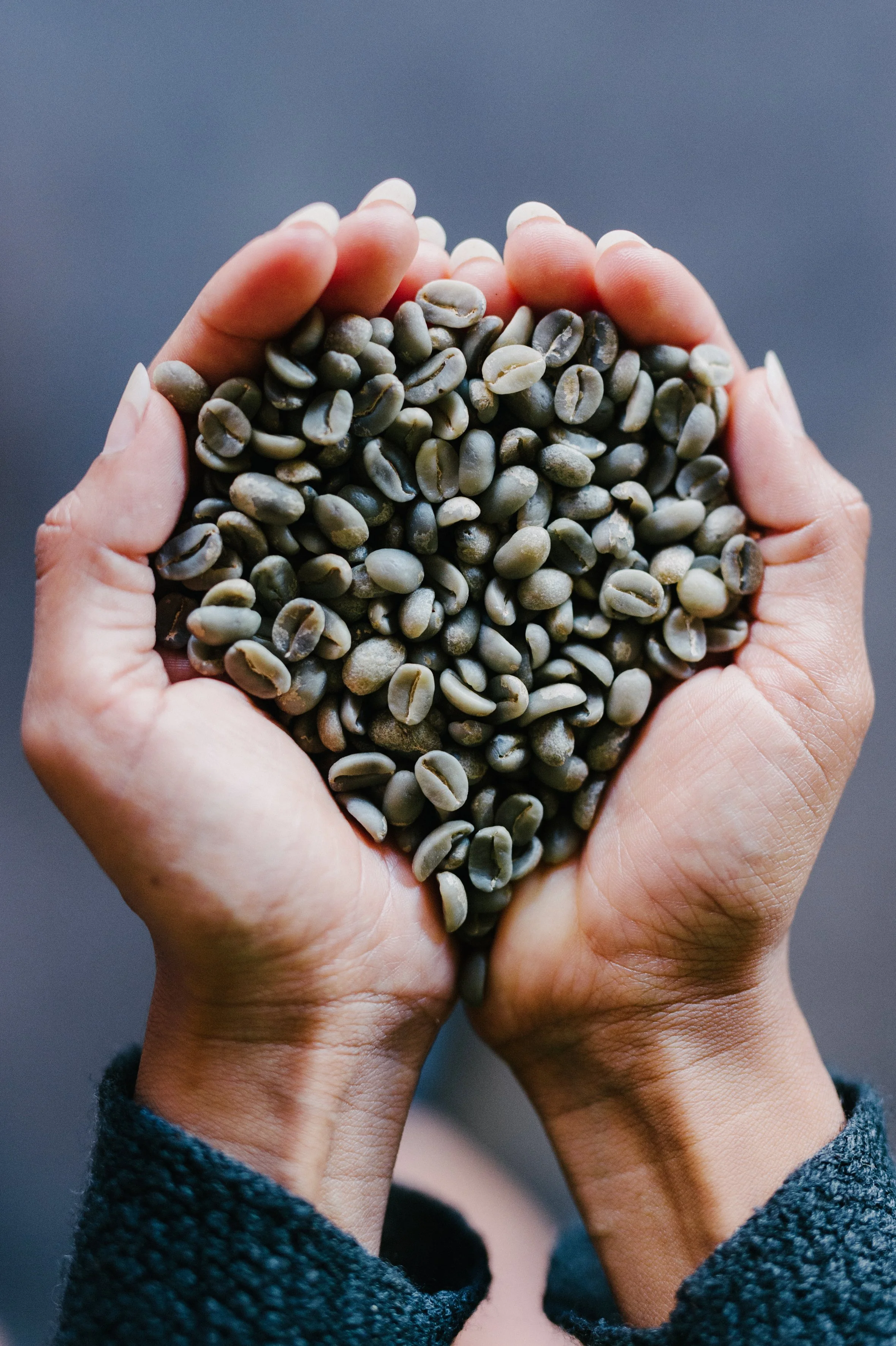 Two hands holding a handful of green unroasted coffee beans against a plain background.