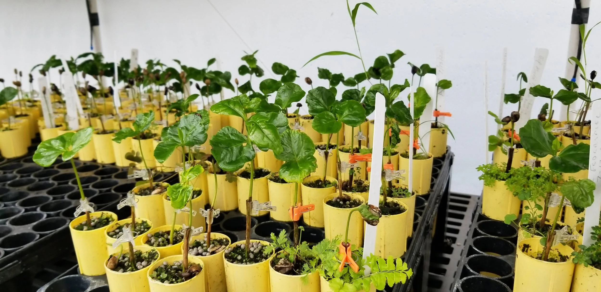 Rows of grafted coffee seedlings in growing tubes
