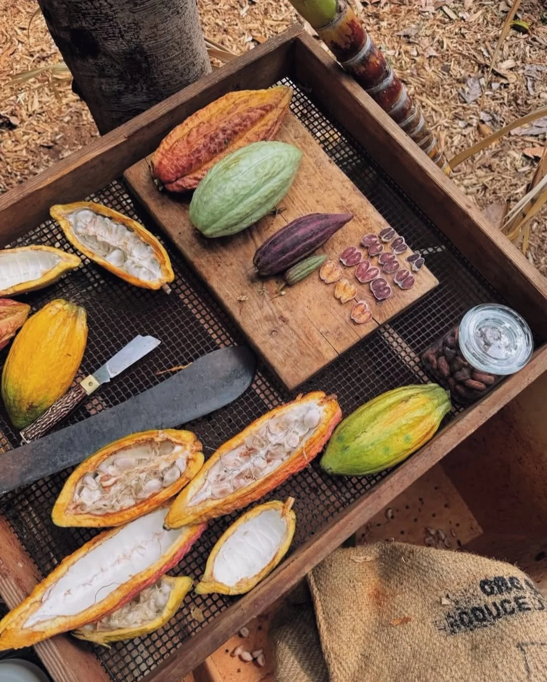 Kamananui Cacao 2.jpg