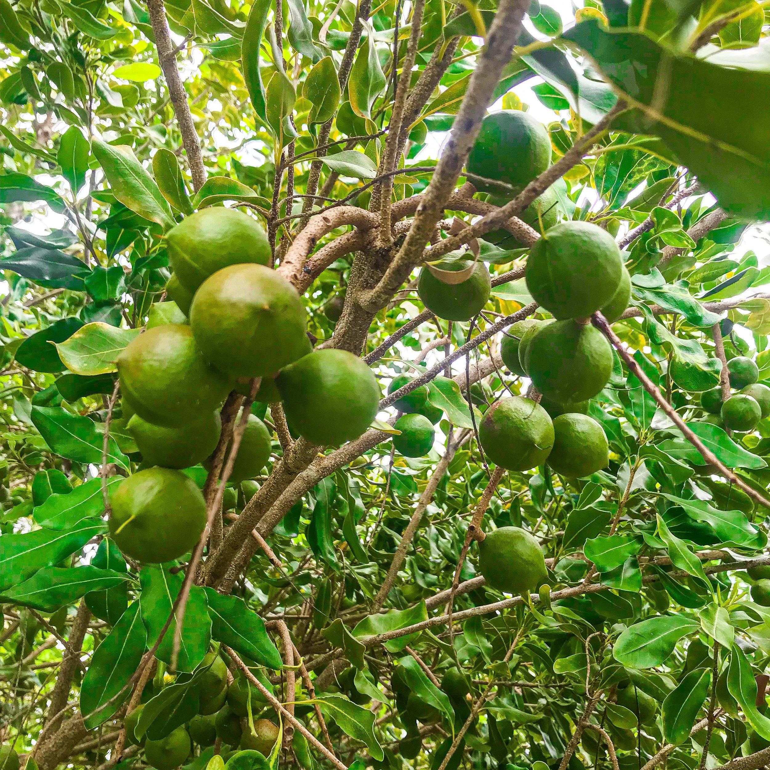 AFF - mac nut cluster.JPG