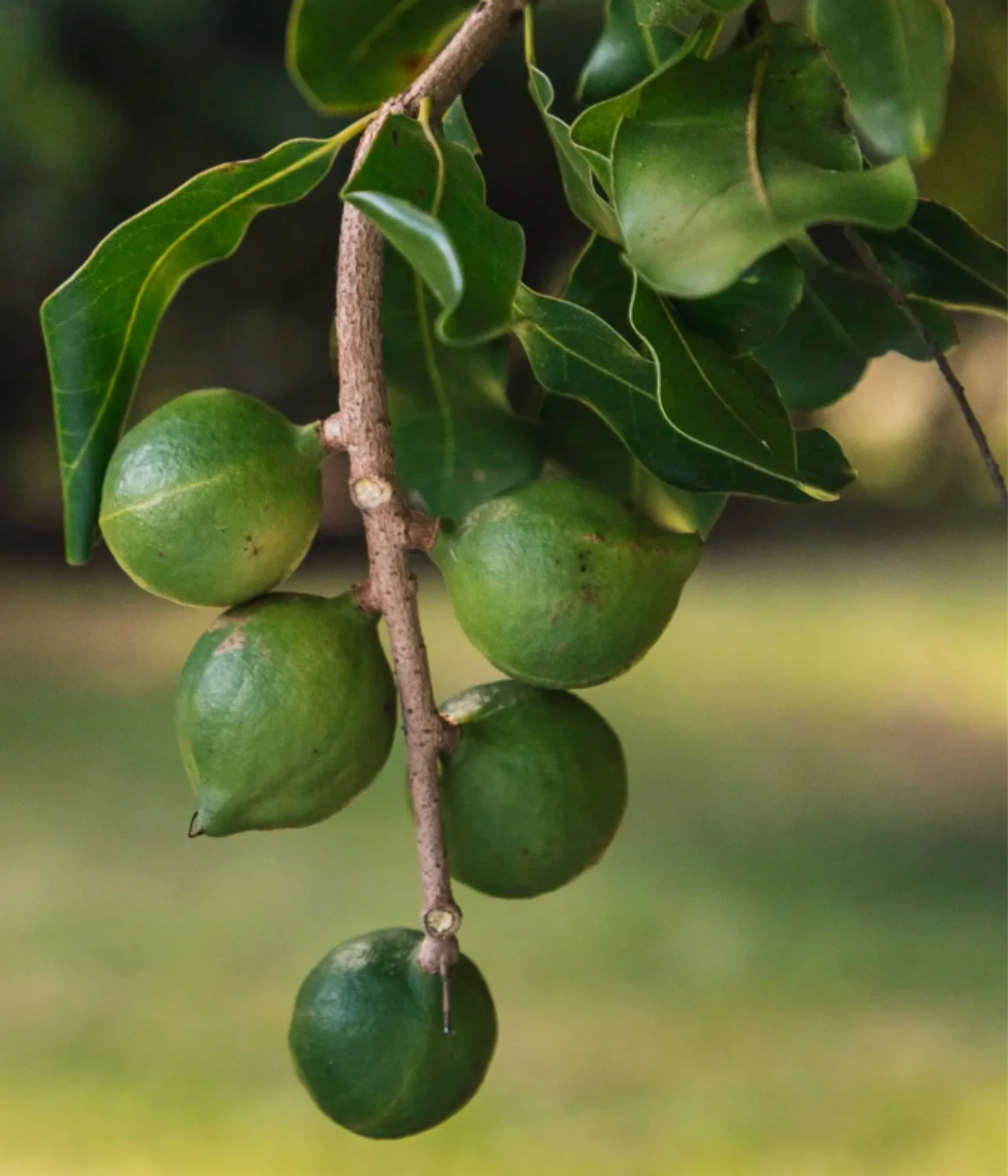 Close-up of a branch with macadamia nuts and dark green leaves.