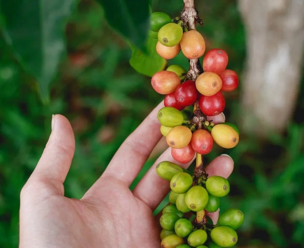 A hand holding a coffee cherry branch with ripe red and unripe green coffee cherries, set against blurred green foliage.