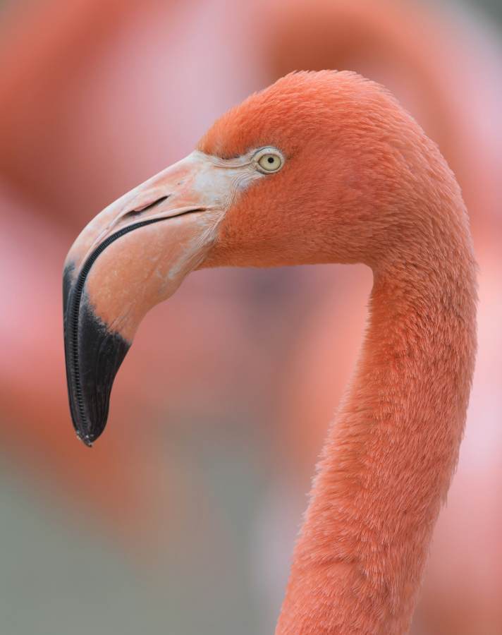 Close-up of a pink flamingo with a zipper on its beak and a blurred background.