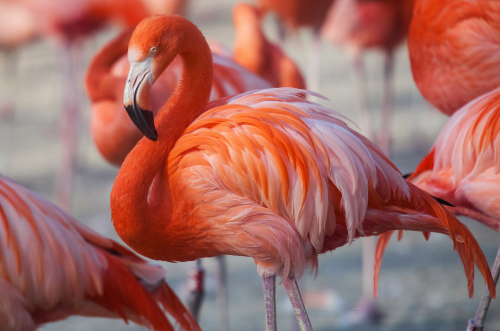 A group of flamingos standing on the ground, with one prominent flamingo in the center.
