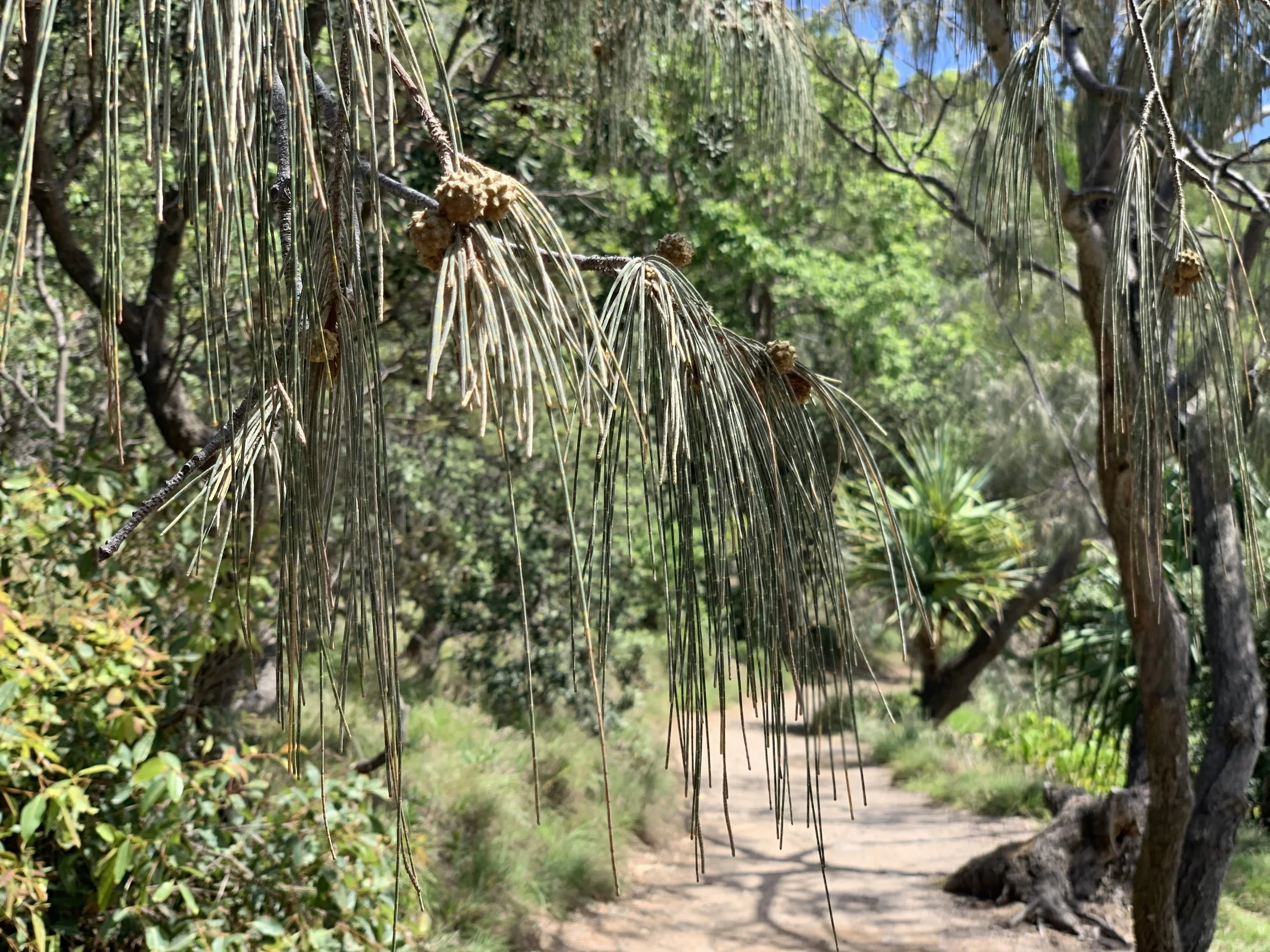 Close-up of pine tree branches with long, thin needles and pine cones, along a dirt trail surrounded by green trees and foliage in a forest.