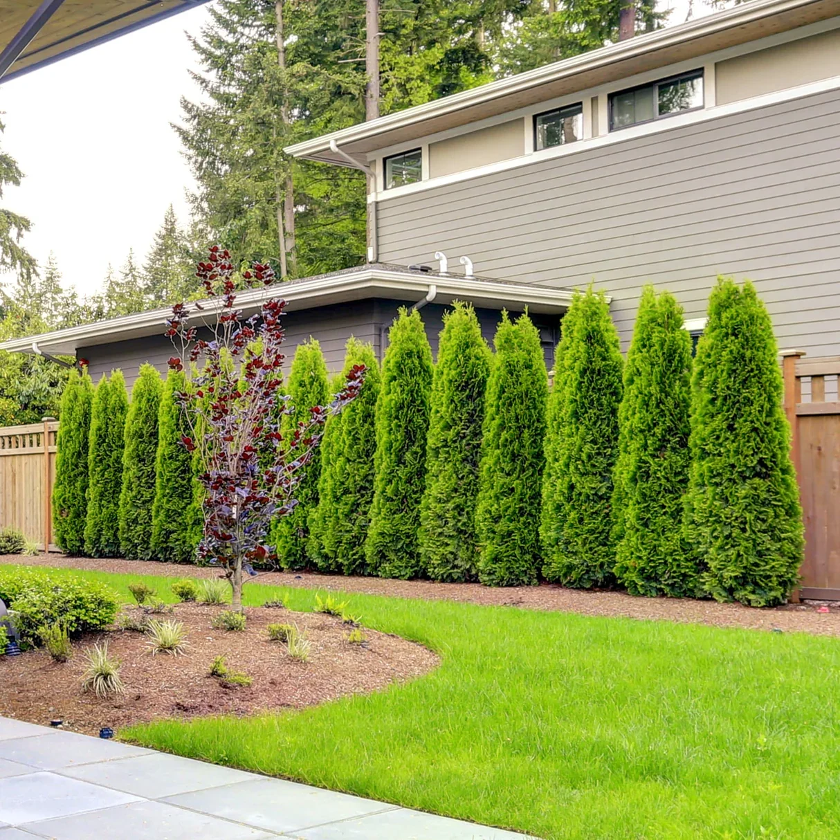 Privacy & Landscape Tree Services