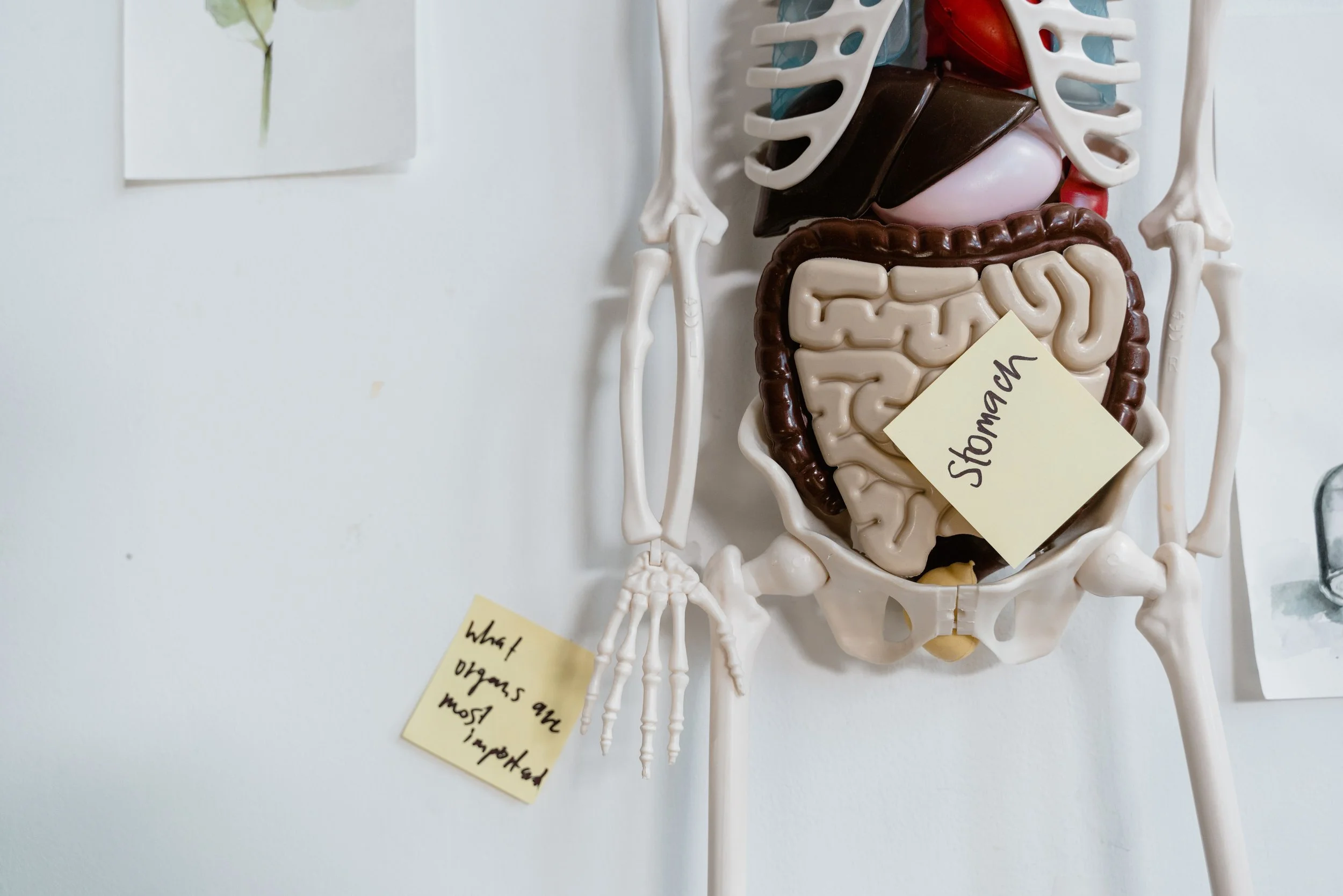 Gut Health &amp; Digestive Support Picks