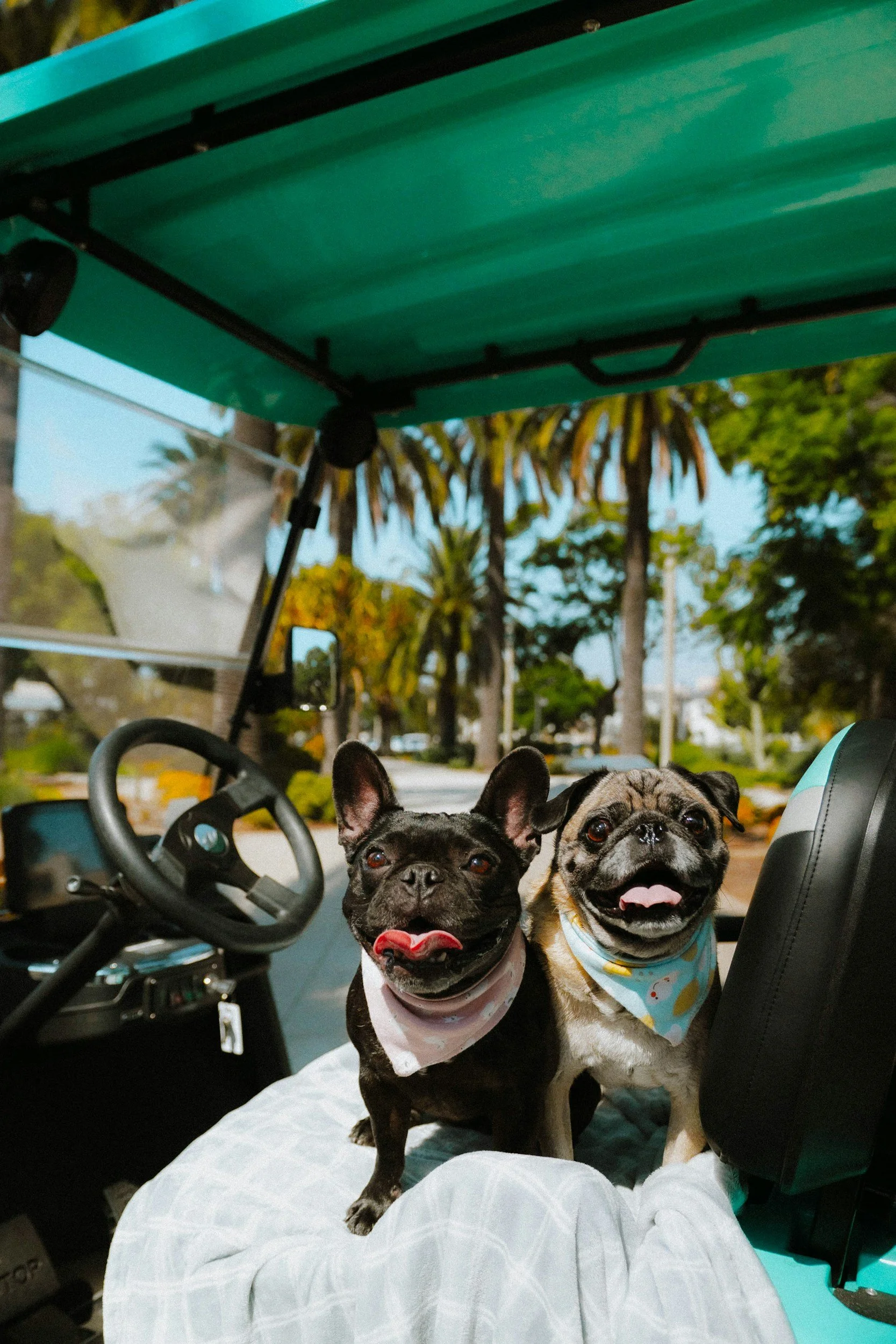 Pet Grooming 101:Tips for Every Season