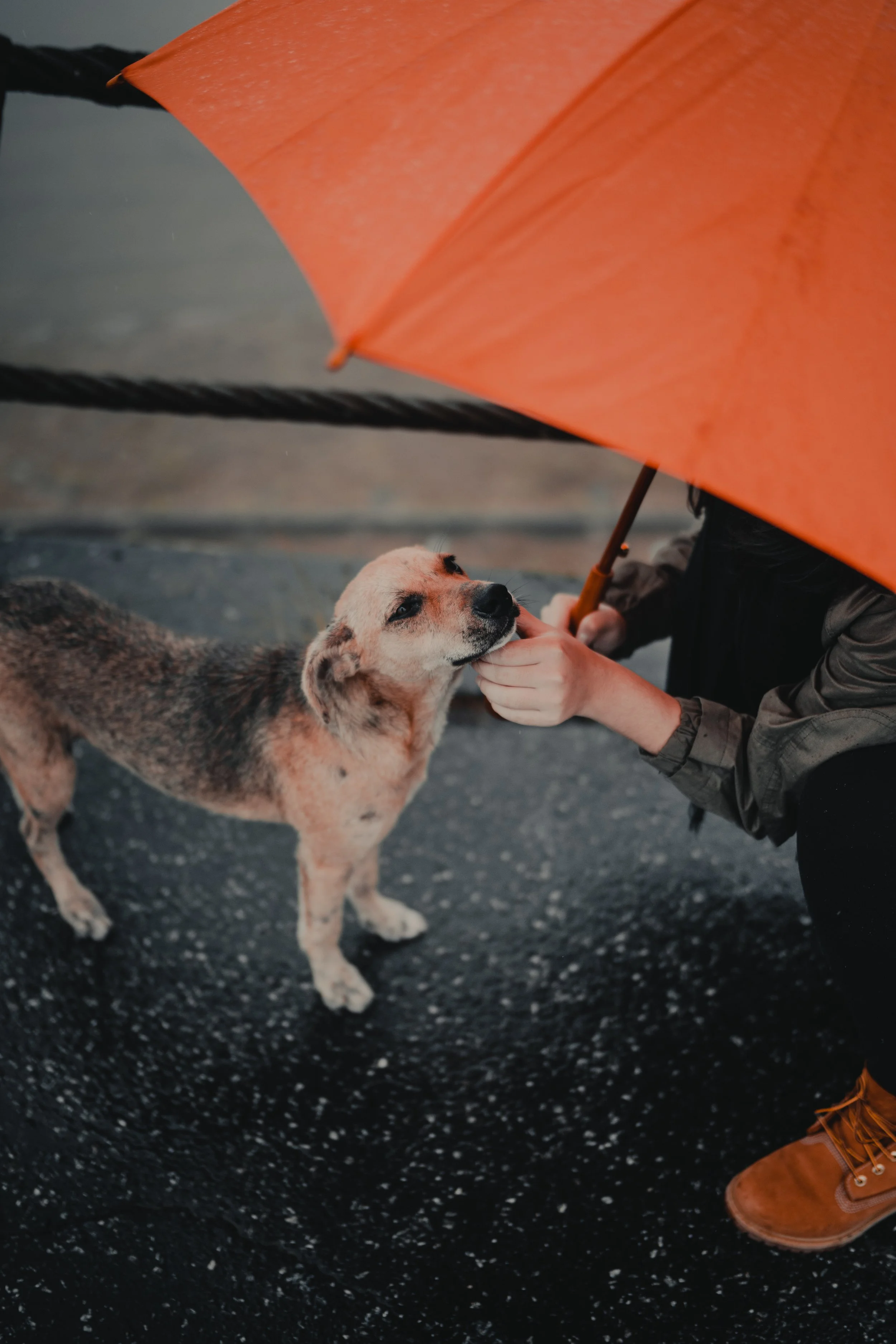 How to Keep Your Pet Safe During a Storm, Power Outage, or Flood
