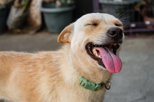 Celebrating Aspins: The Heart of the Filipino Dog
