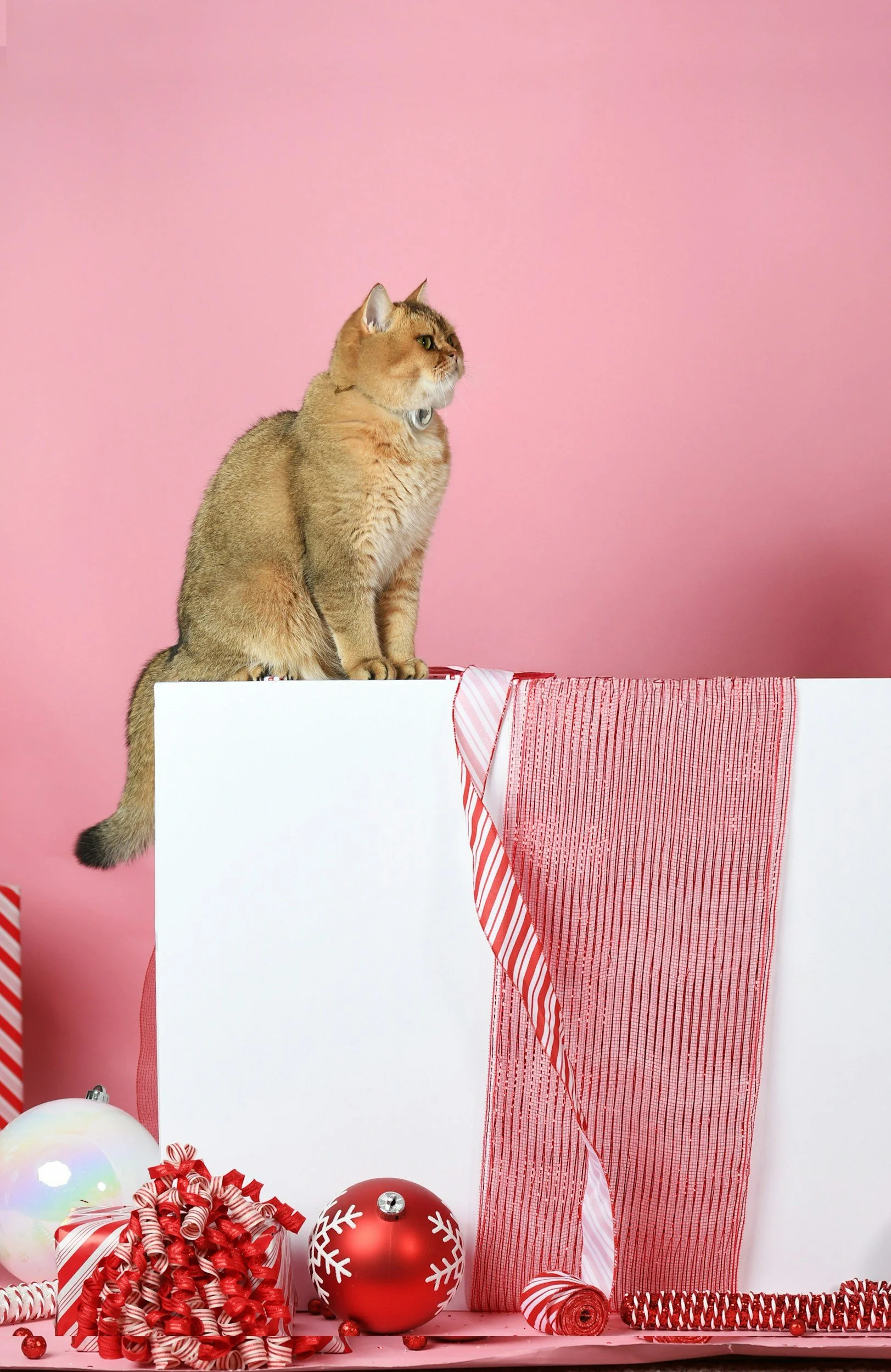 The Pawfect Gift?