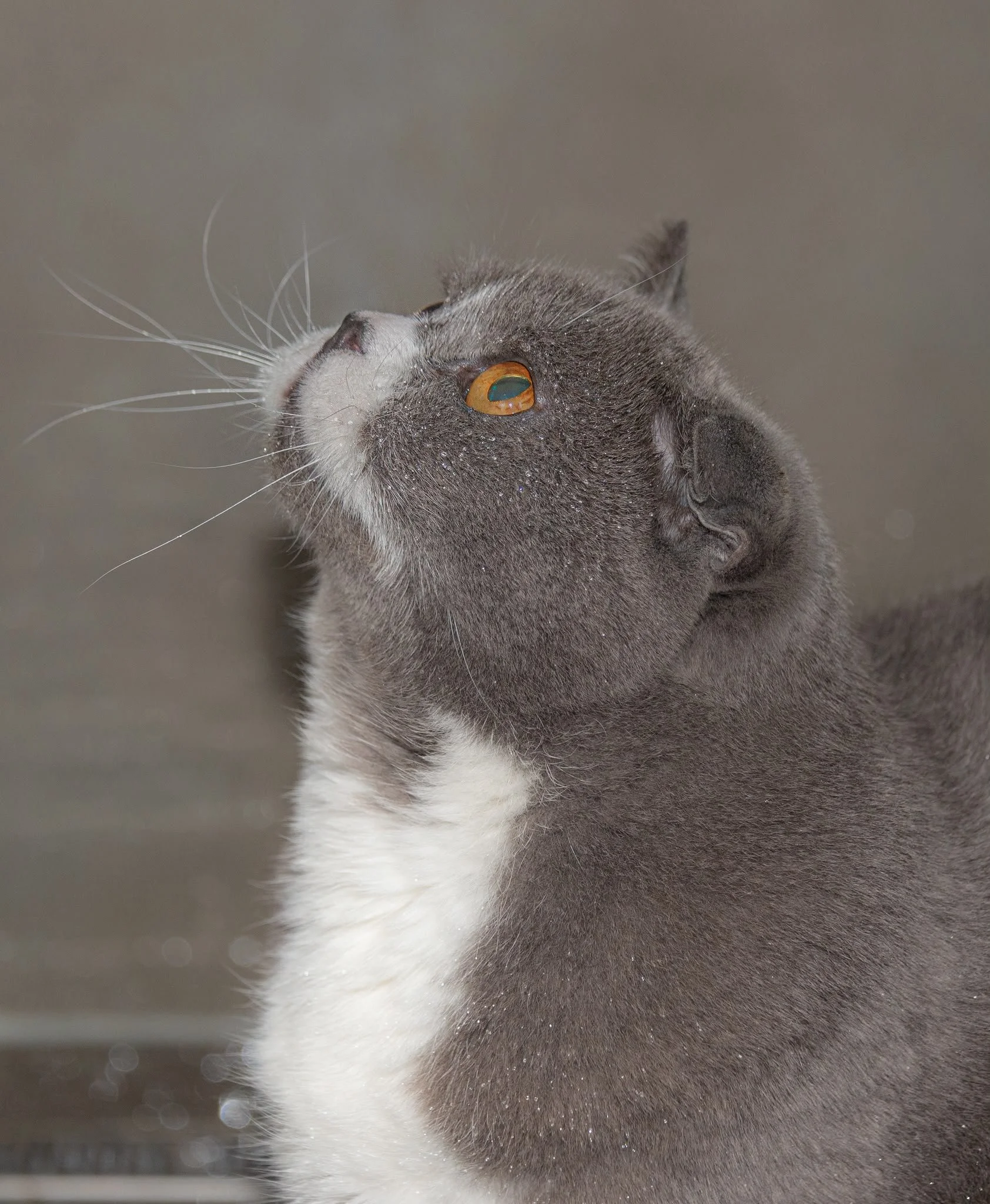 Close-up van een grijze kat die omhoog kijkt, met oranje ogen en witte snorharen, tegen een effen achtergrond.