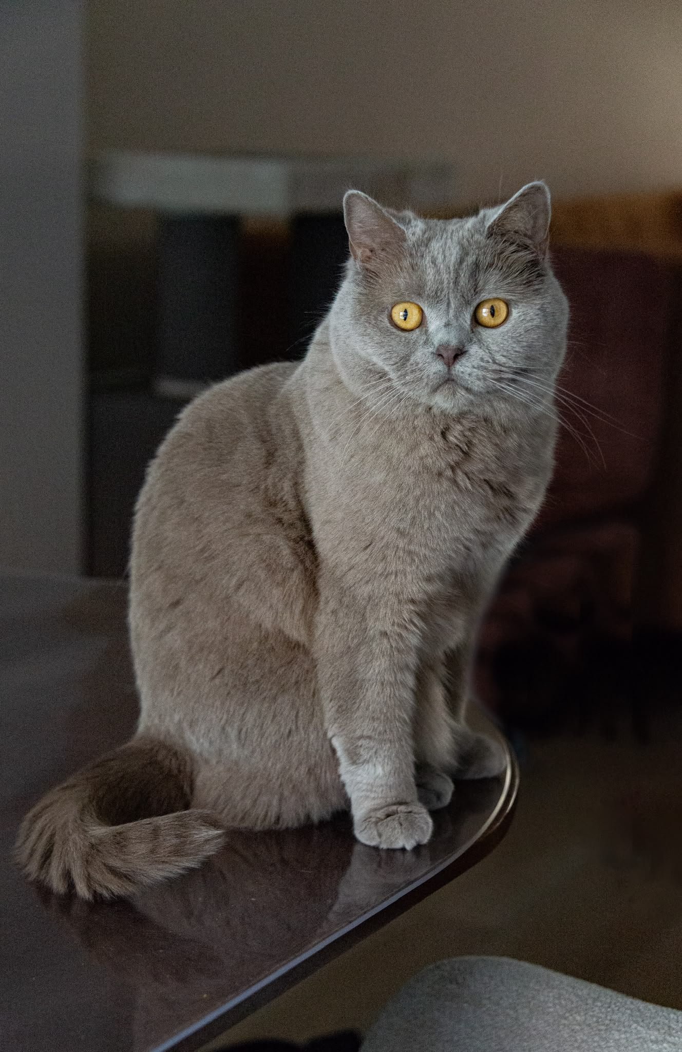 Grijze kattensoort met gele ogen zittend op een glazen tafel