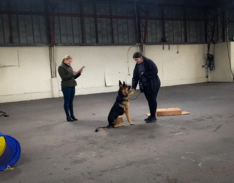 Dog Agility Trainer