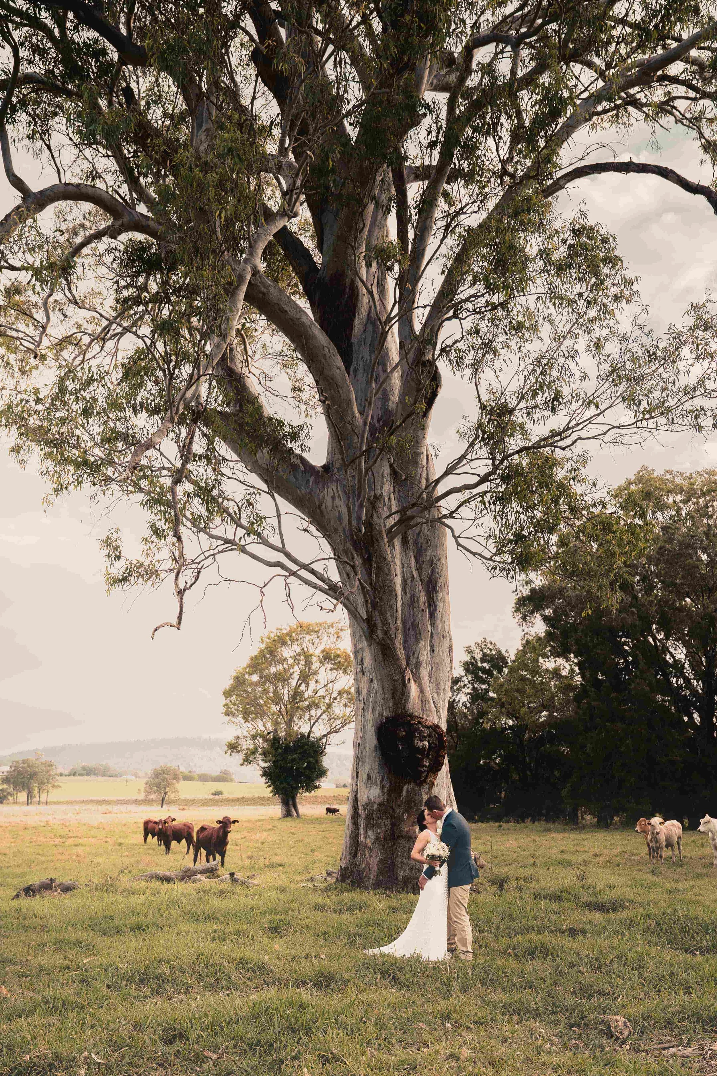 Newlyweds kiss under a eucalyptus tree in a paddock, Brisbane weddings