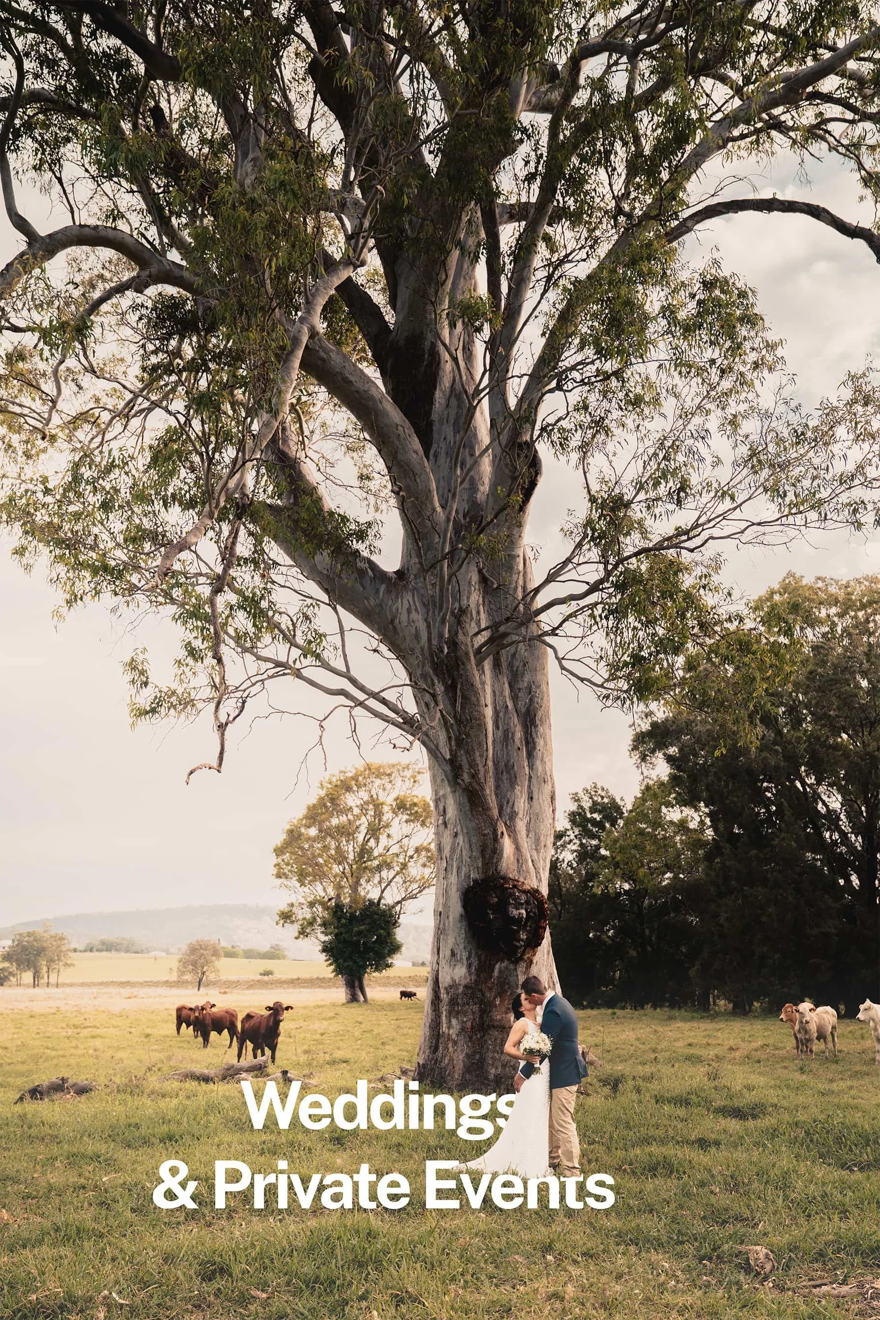 MOZI Color Wedding Test Title Page Wedding.jpg