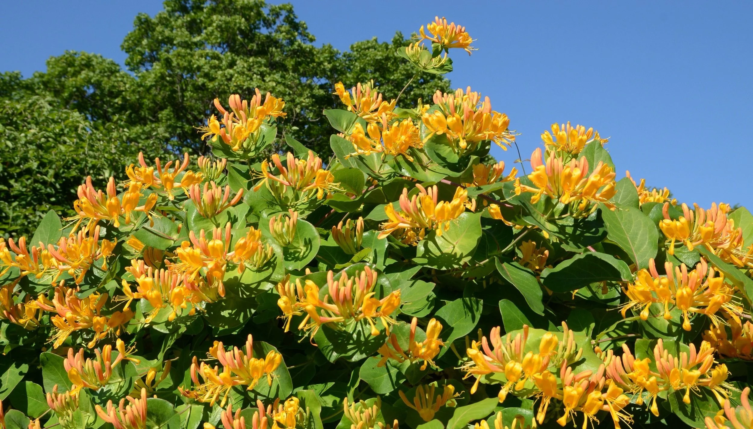 Gule blomster med spisse blader under en klar blå himmel.