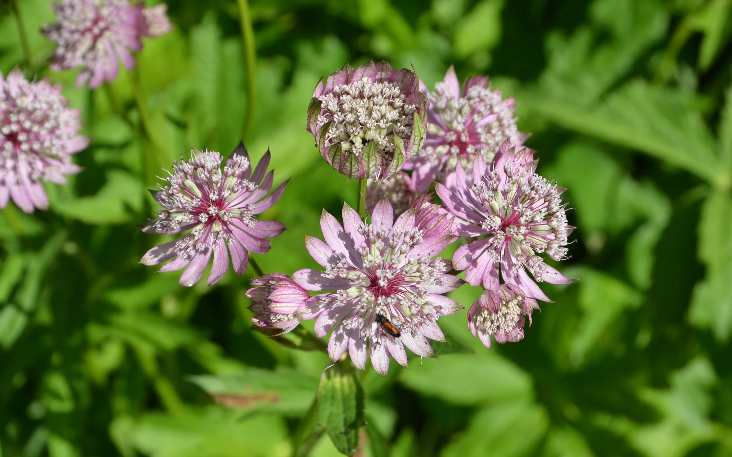Lilla og rosa blomster med grønne blader i bakgrunnen