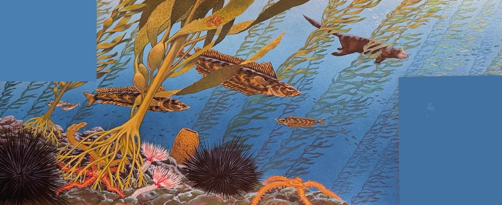 wet-world-kelp-forest-j-needham-squares.jpg