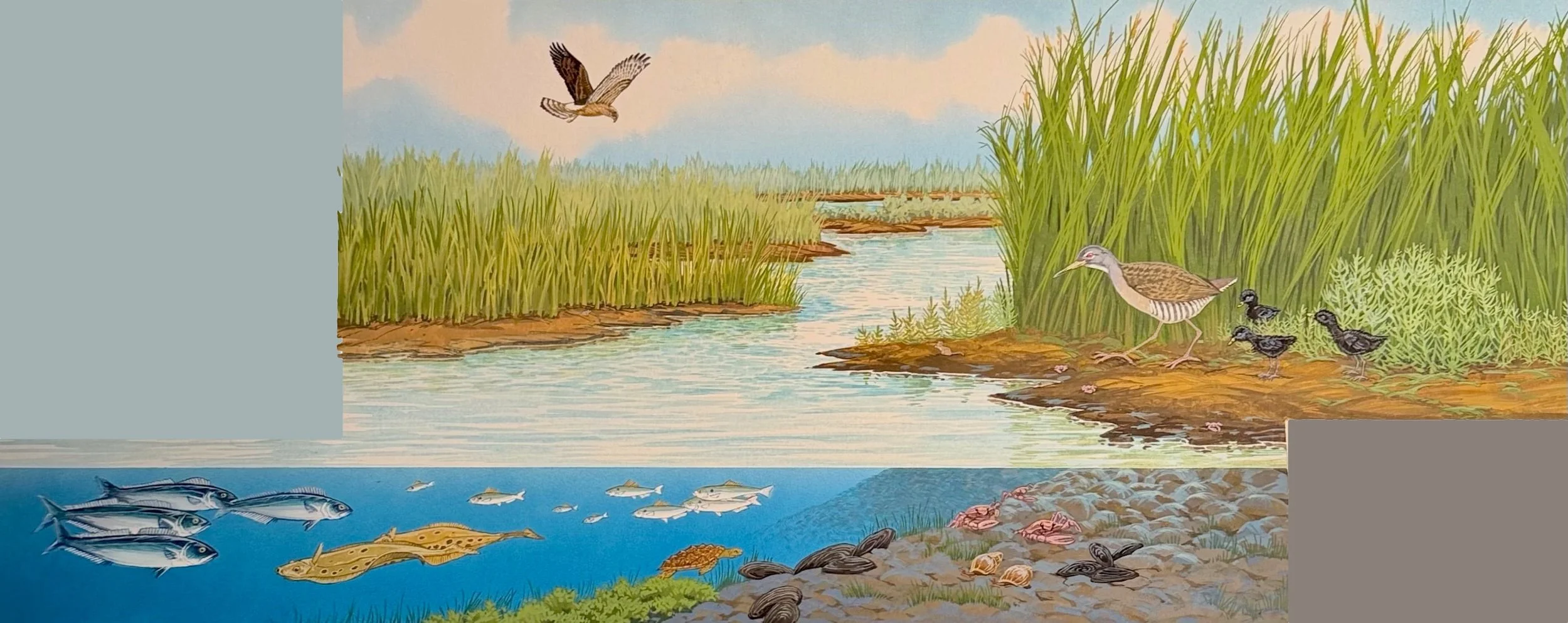 wet-world-salt-marsh-squares-j-needham.jpg