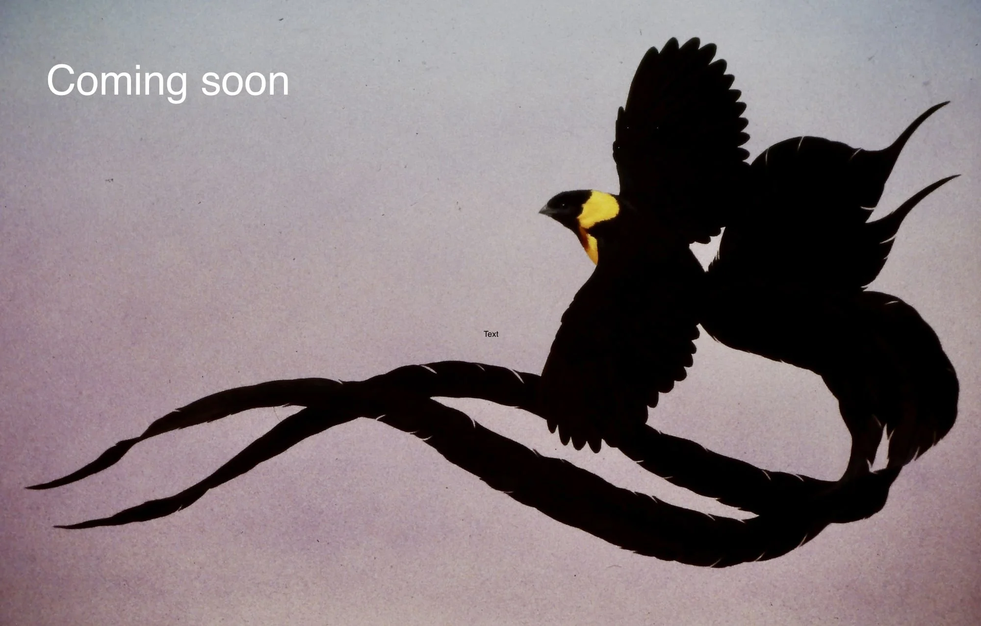 Exotic-Birds-Coming-soon-j-needham.jpg