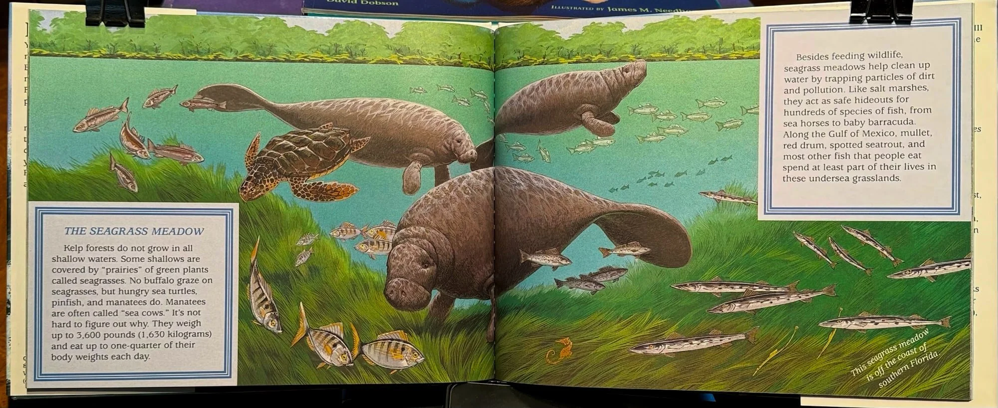 wet-world-seagrass-j-needham-spread.jpg
