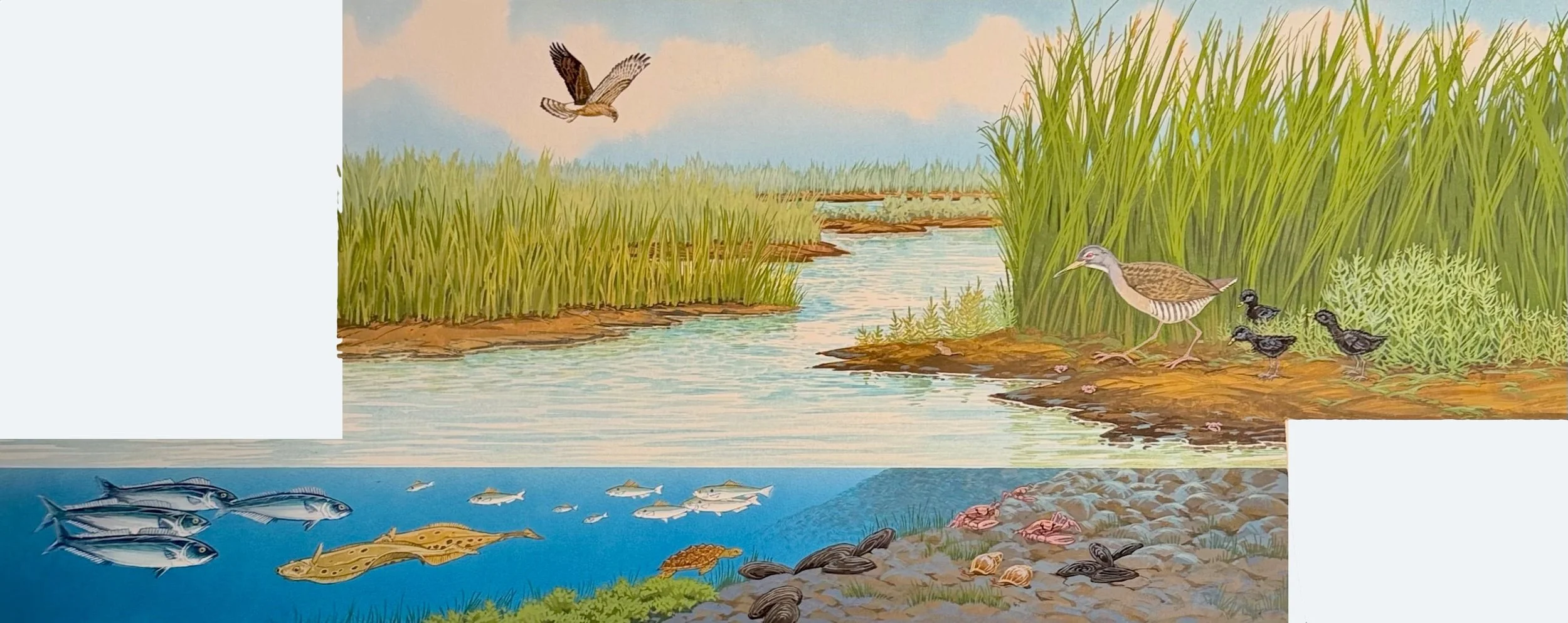 wet-world-salt-marsh-j-needham.jpg