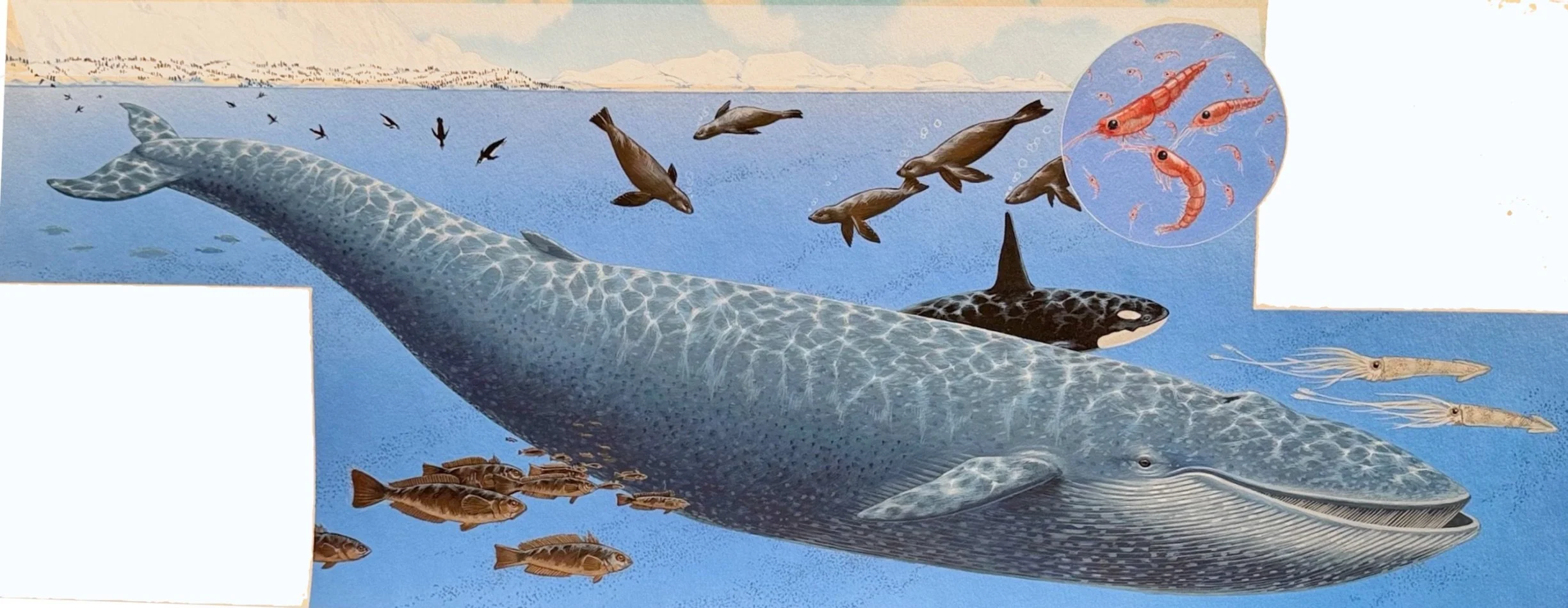 wet-world-antarctic-whale-j-needham-orig.jpg