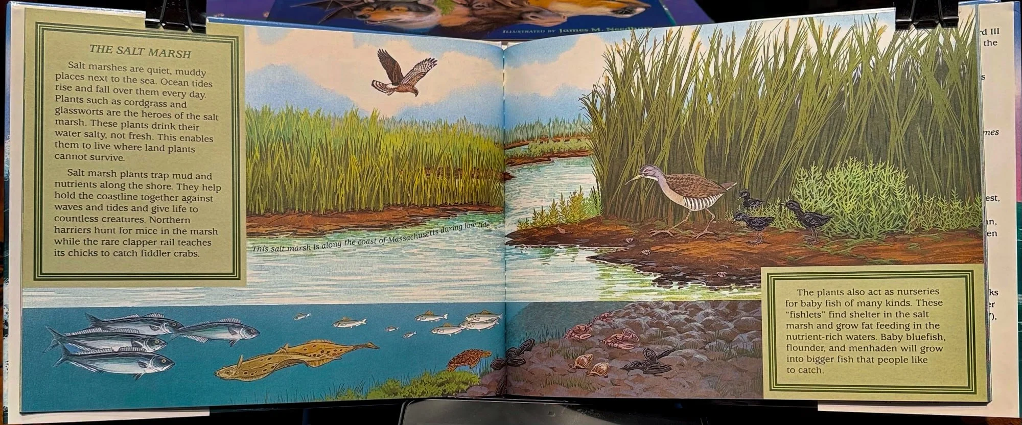 wet-world-salt-marsh-spread.jpg