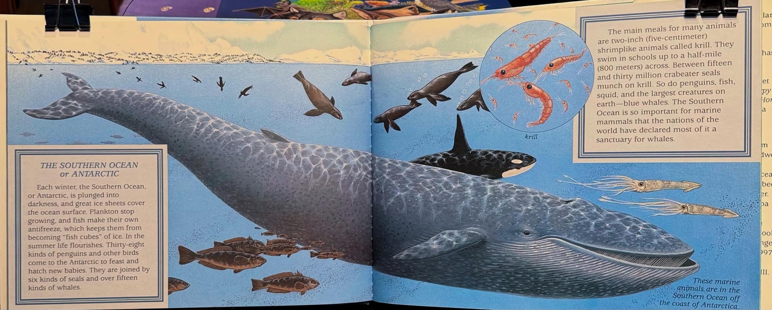 wet-world-antarctic-whale-j-needham-spread.jpg
