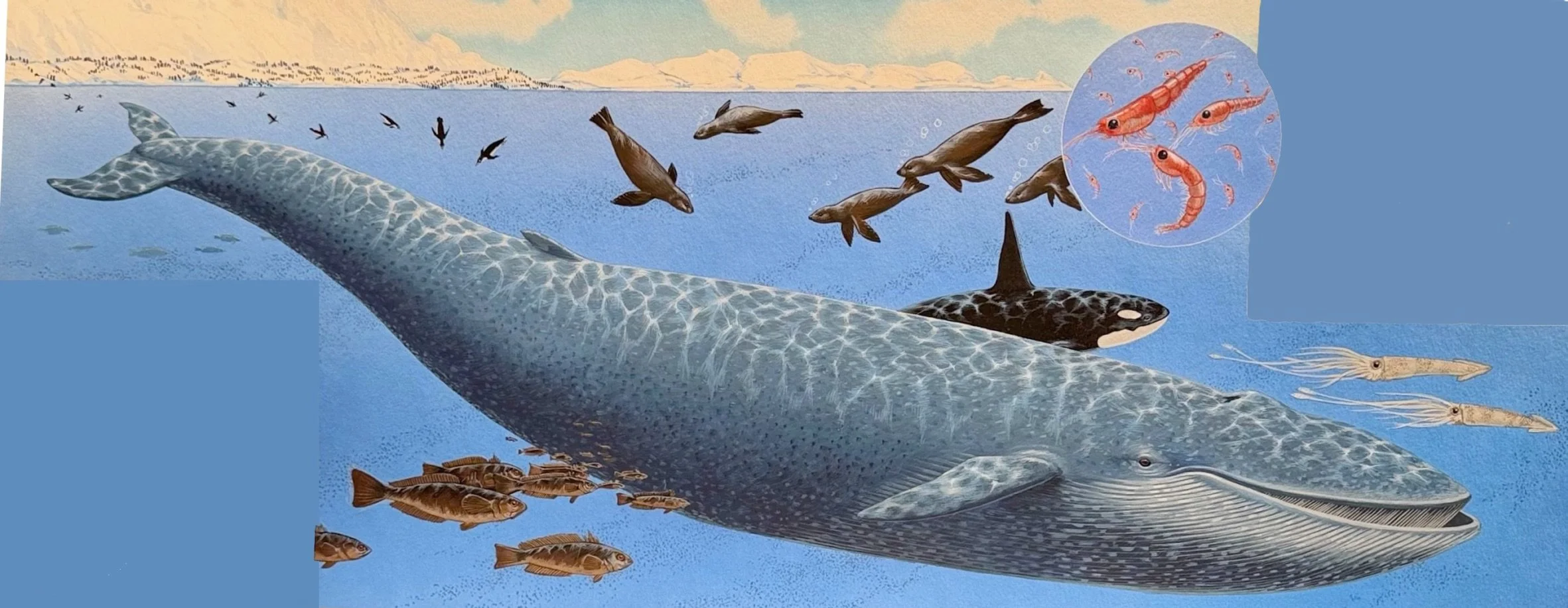 wet-world-antarctic-whale-j-needham-squares.jpg