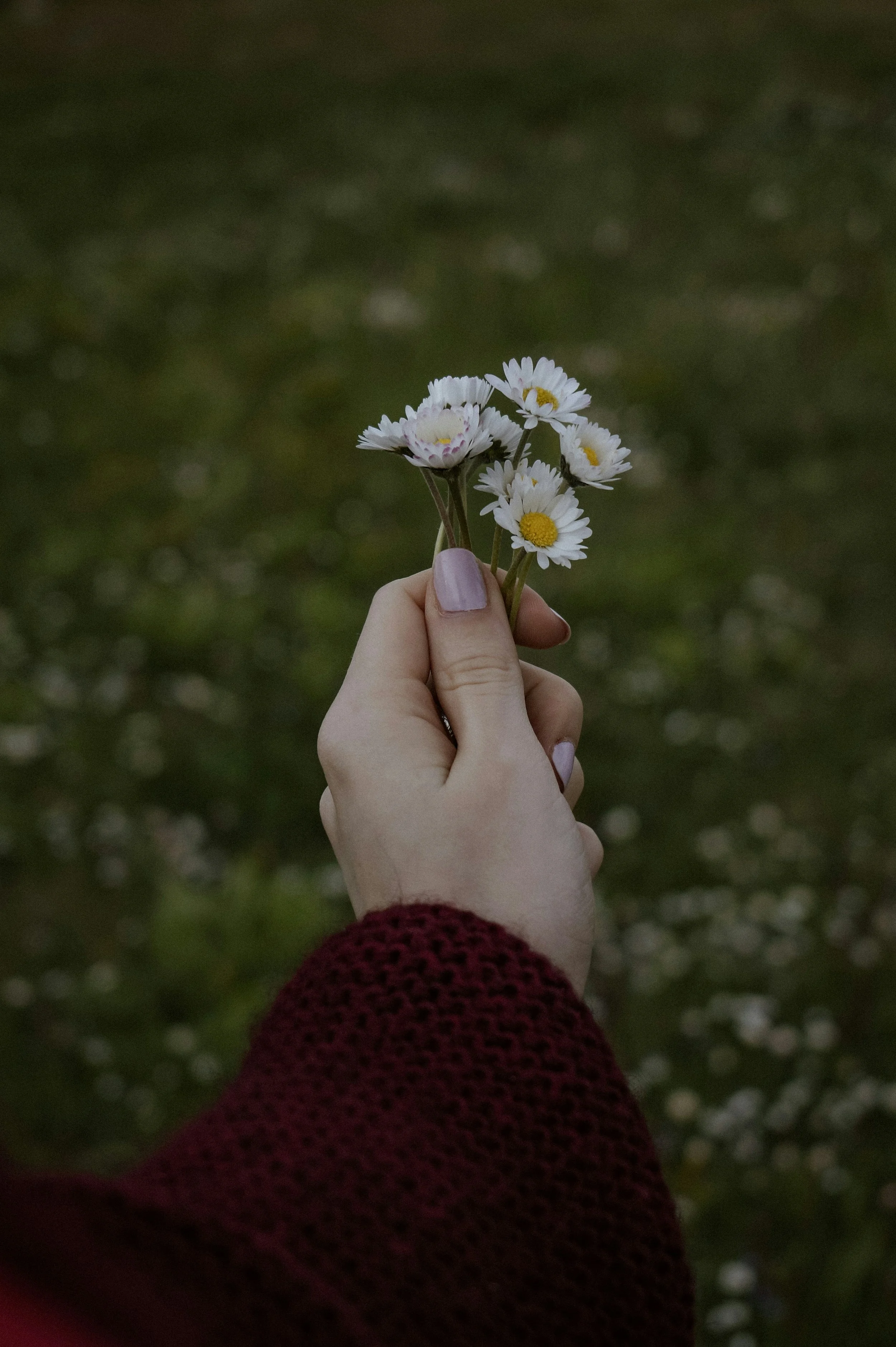 A person's hand holding a small bouquet of white daisies with yellow centers, against a blurred outdoor background.