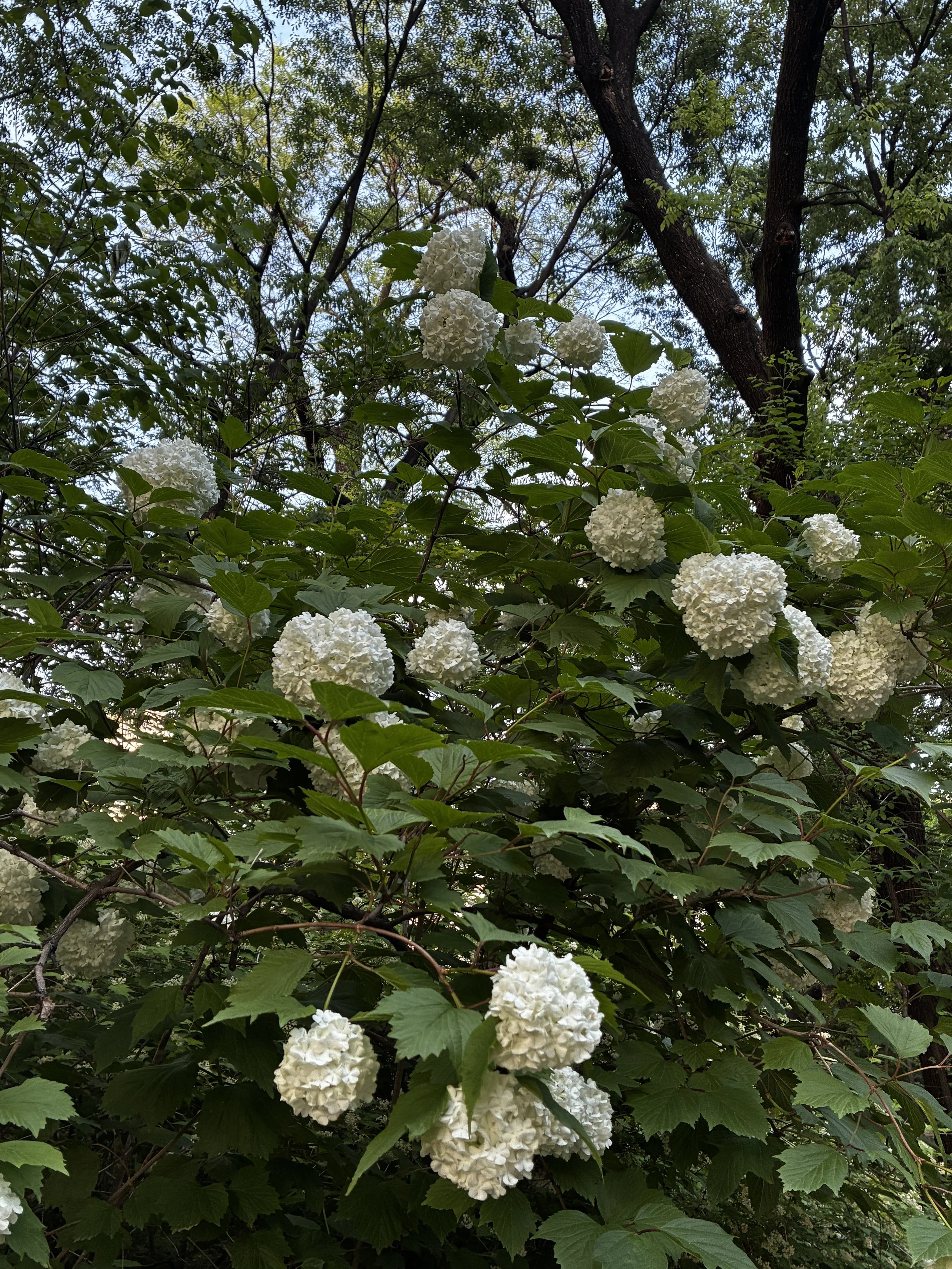 IMG_1867.JPG