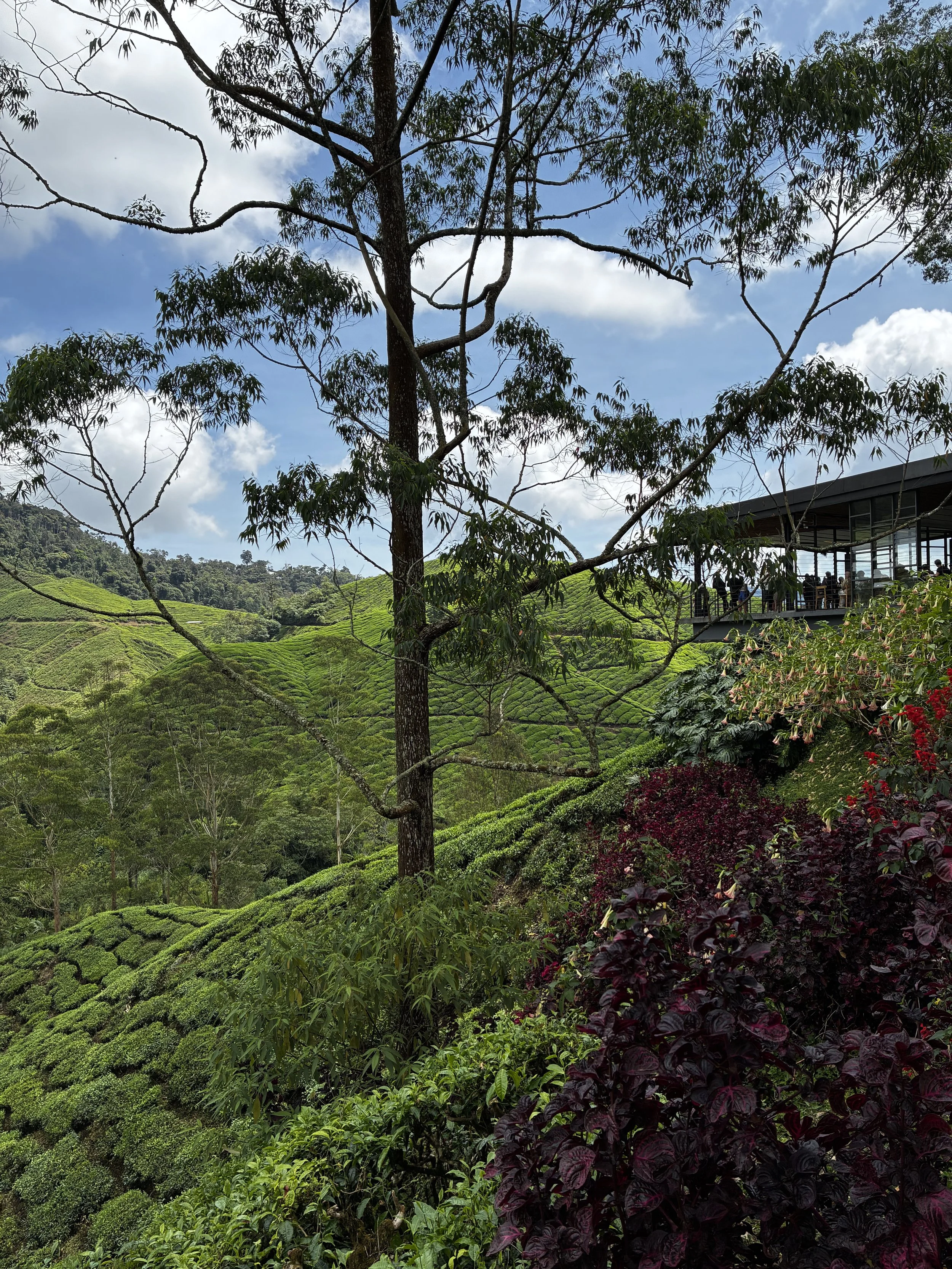 BOH Plantation