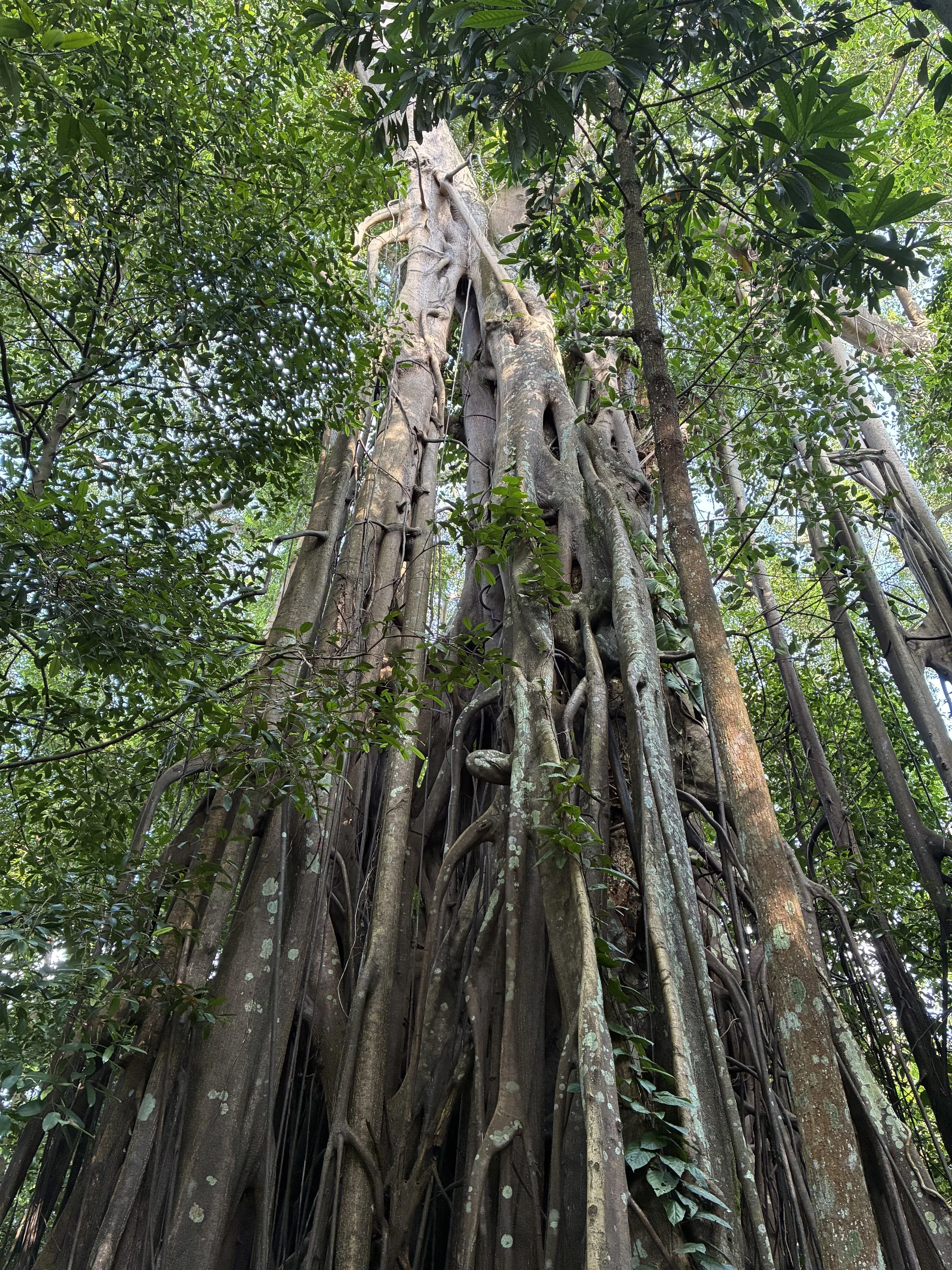 Botanic gardens