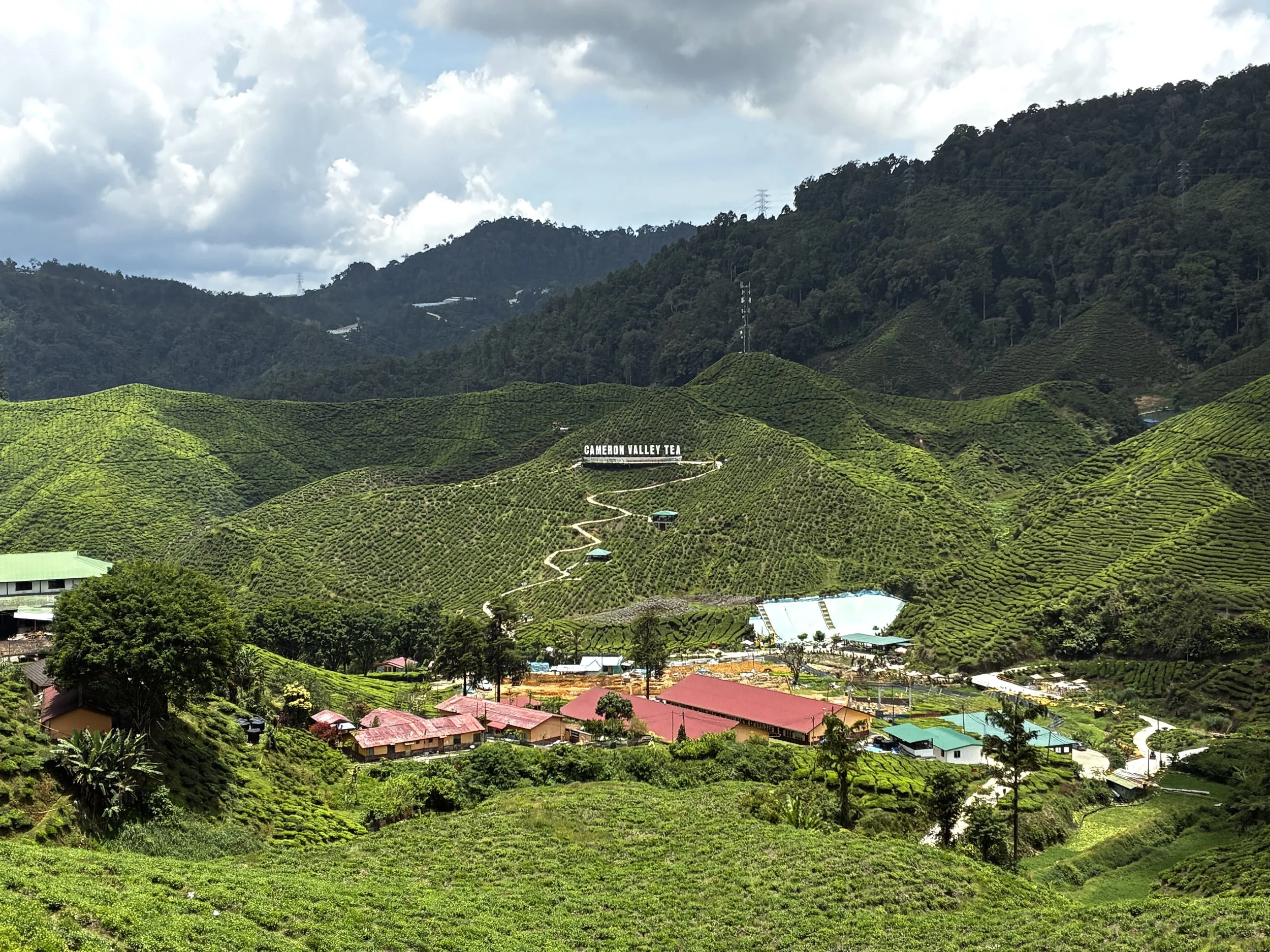 Cameron Valley tea plantation