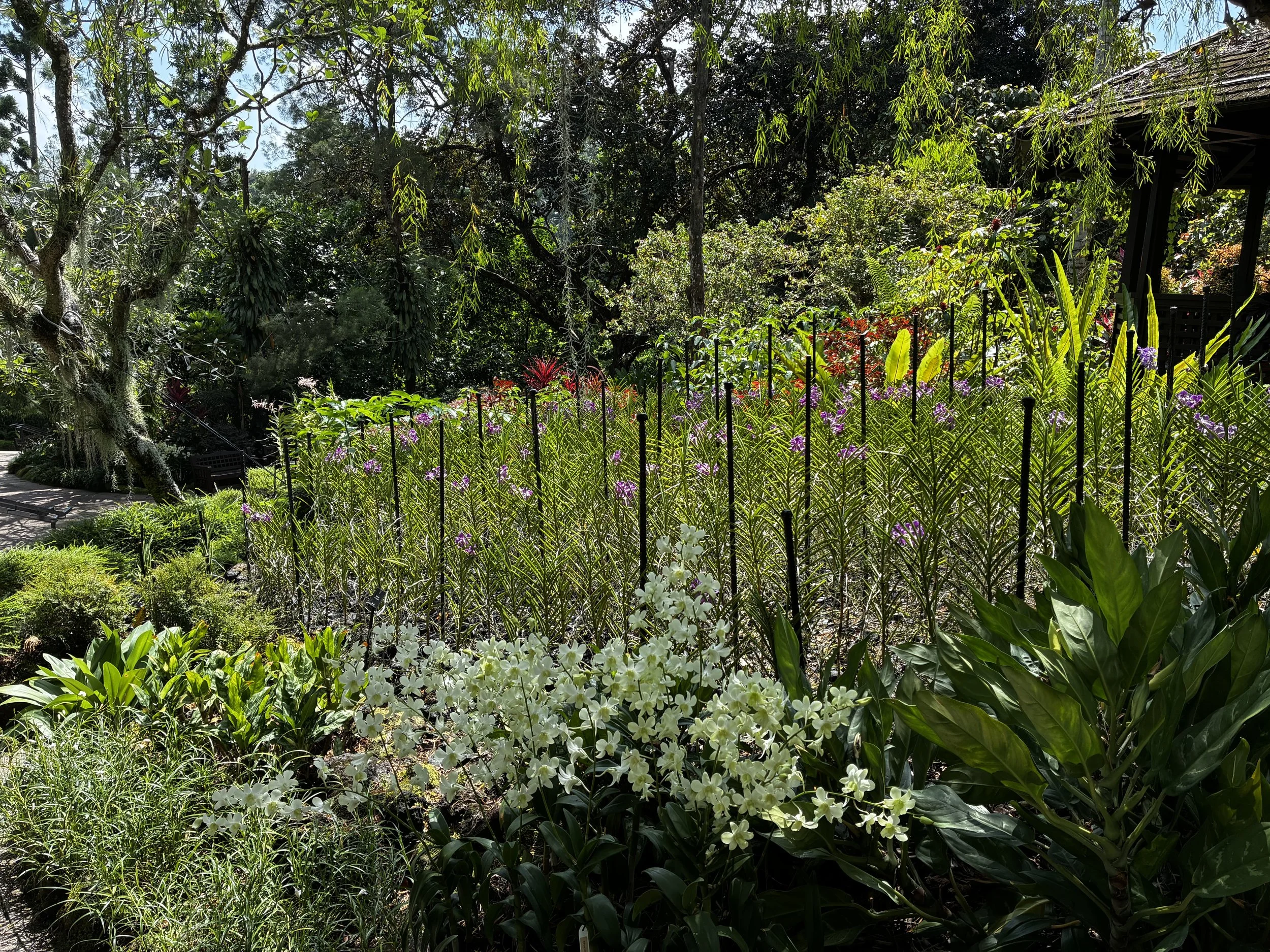 Orchid garden